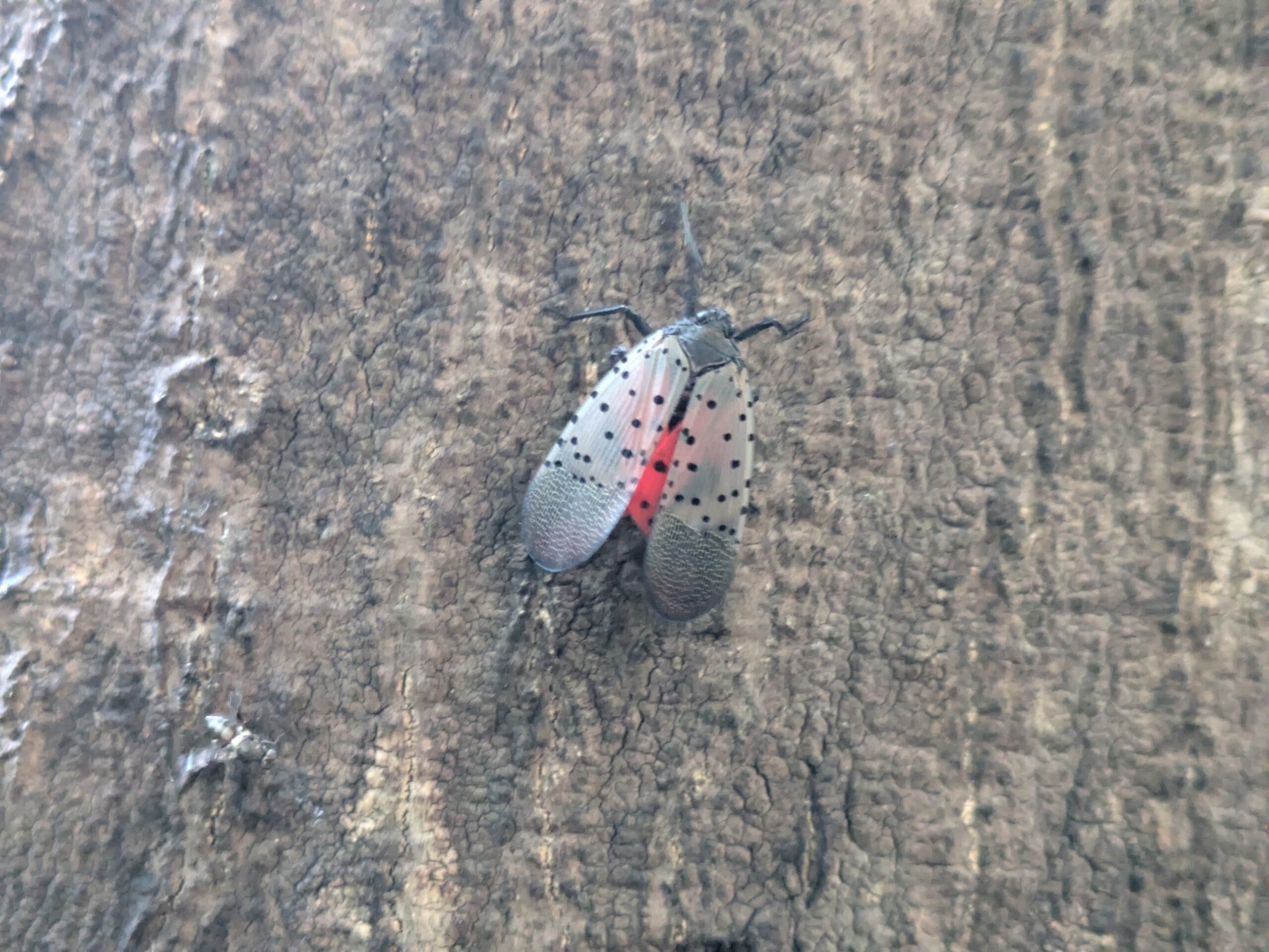 金沢城公園の木にとまるシタベニハゴロモ