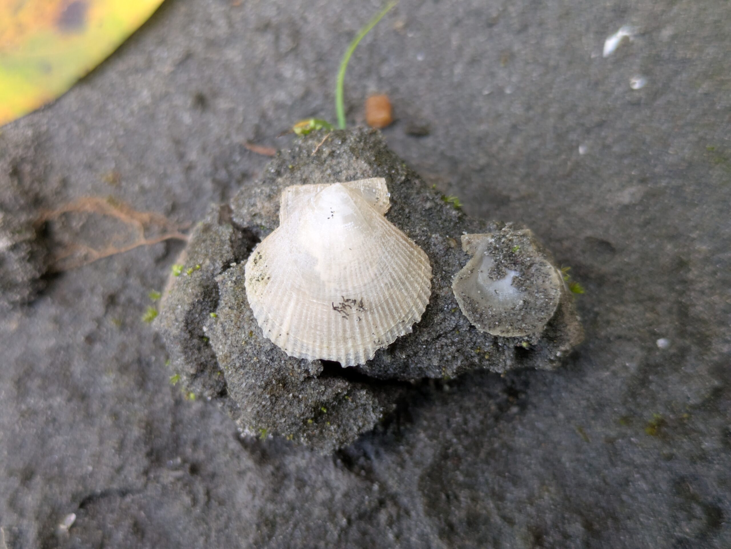 大桑層で見つけたホタテガイ類と思われる貝化石