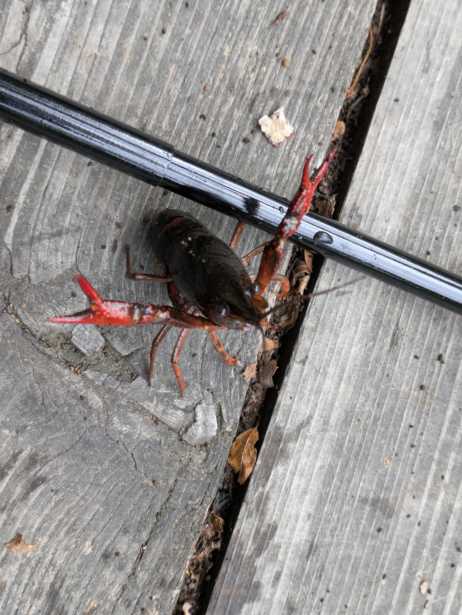 夕日寺健民自然園で釣ったアメリカザリガニ
