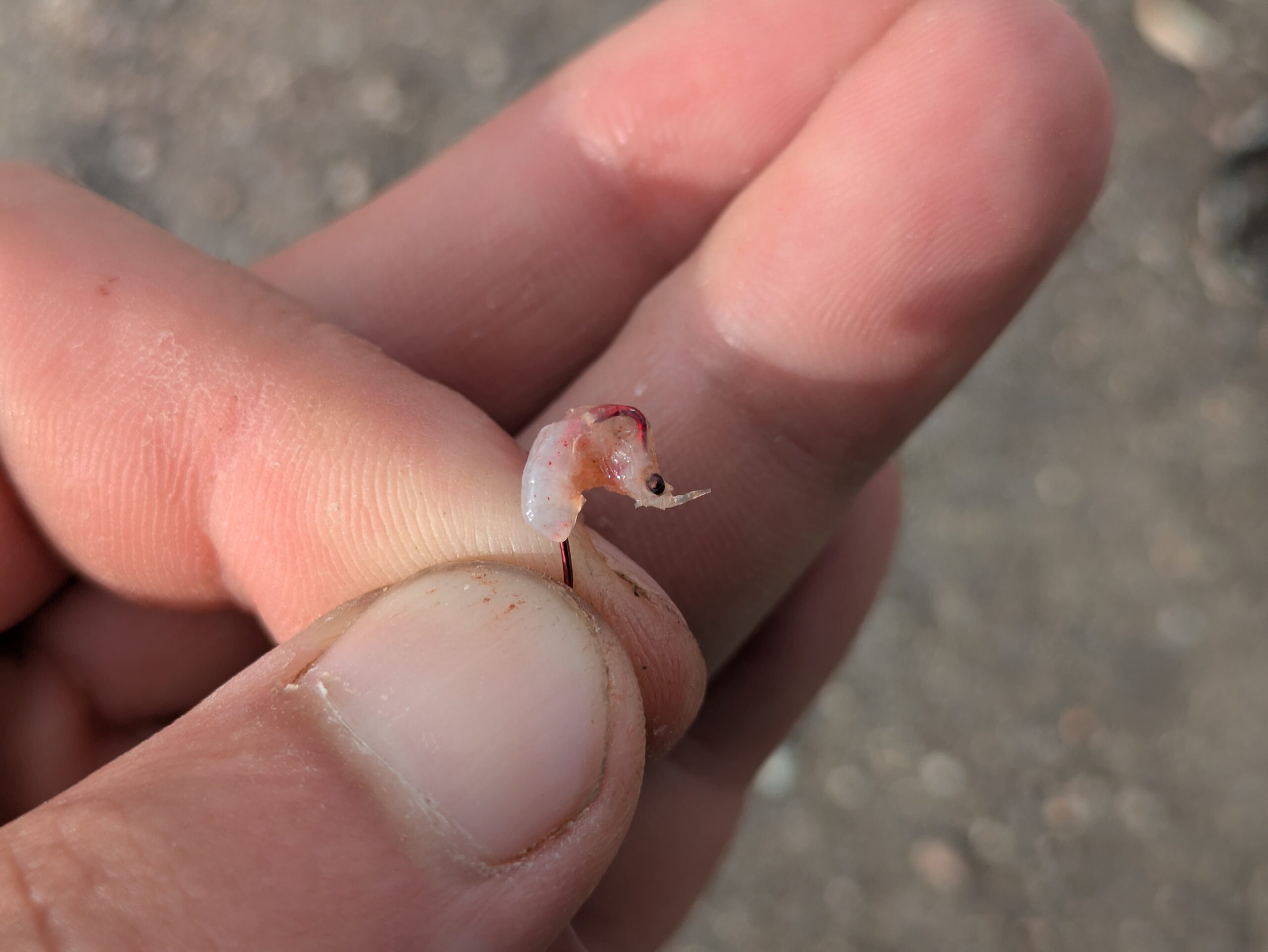 小さな釣り針に付けたオキアミ