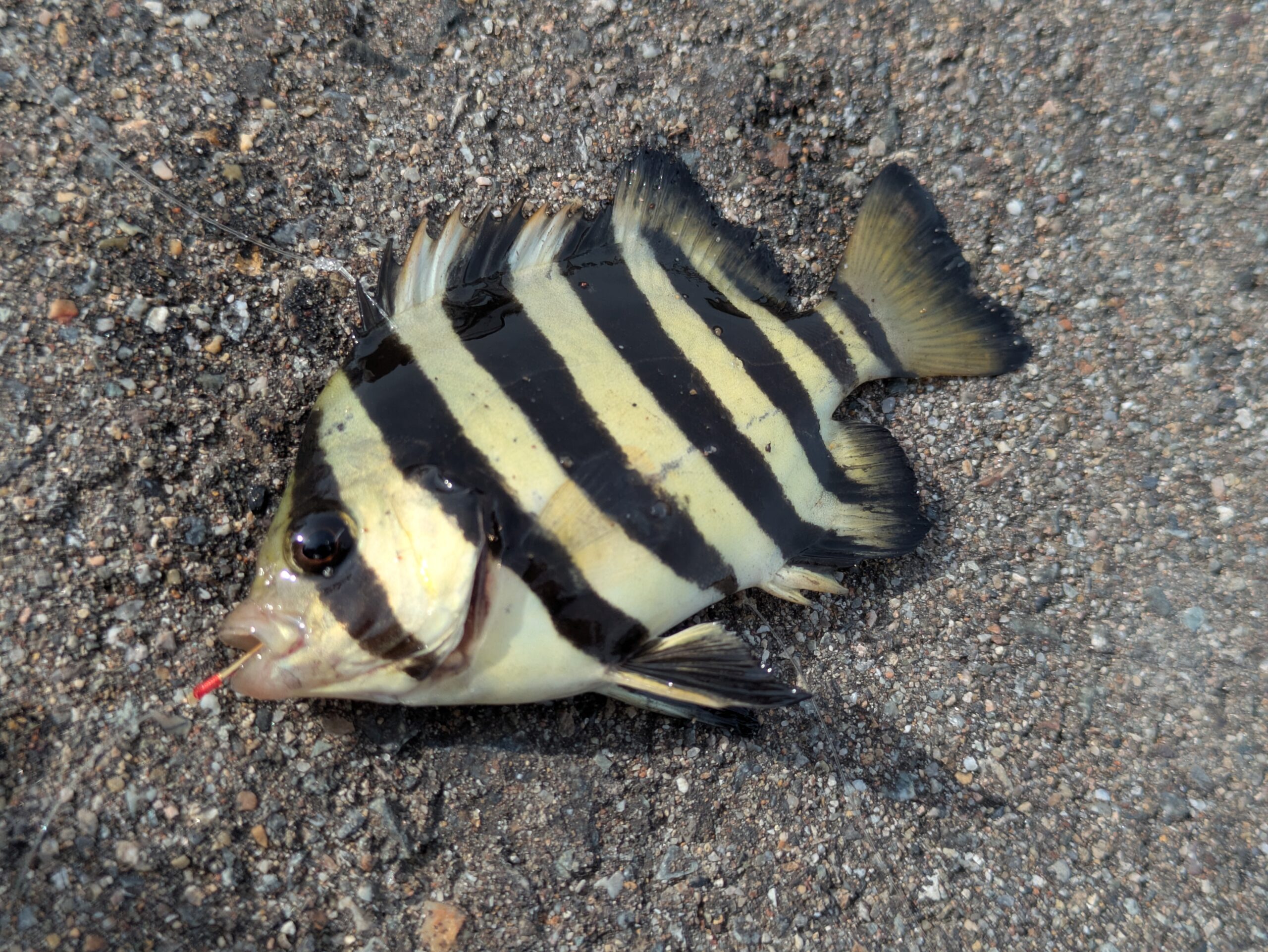 内灘の放水路で釣れたイシガキダイの幼魚