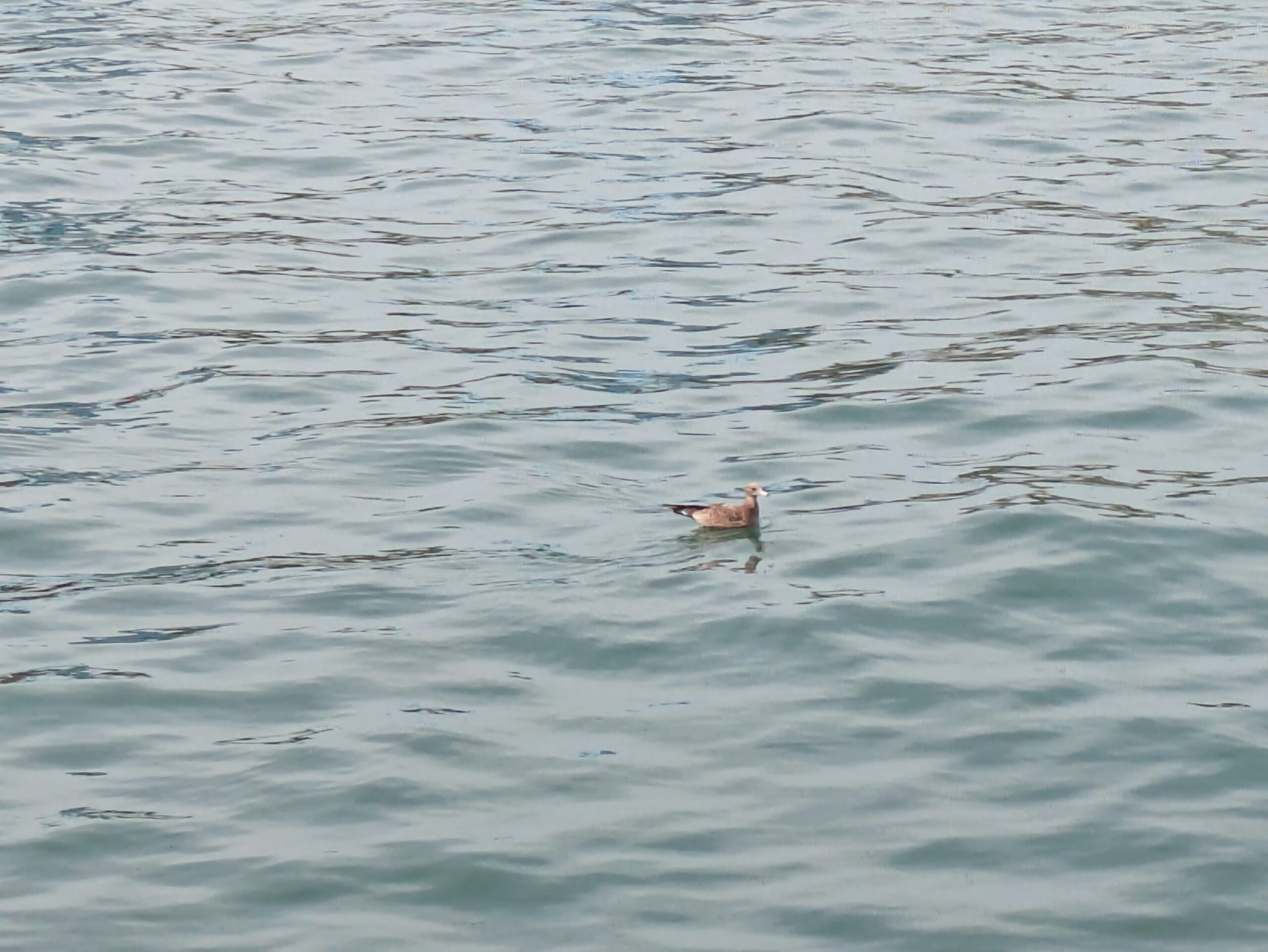 内灘の海に浮かぶウミネコ