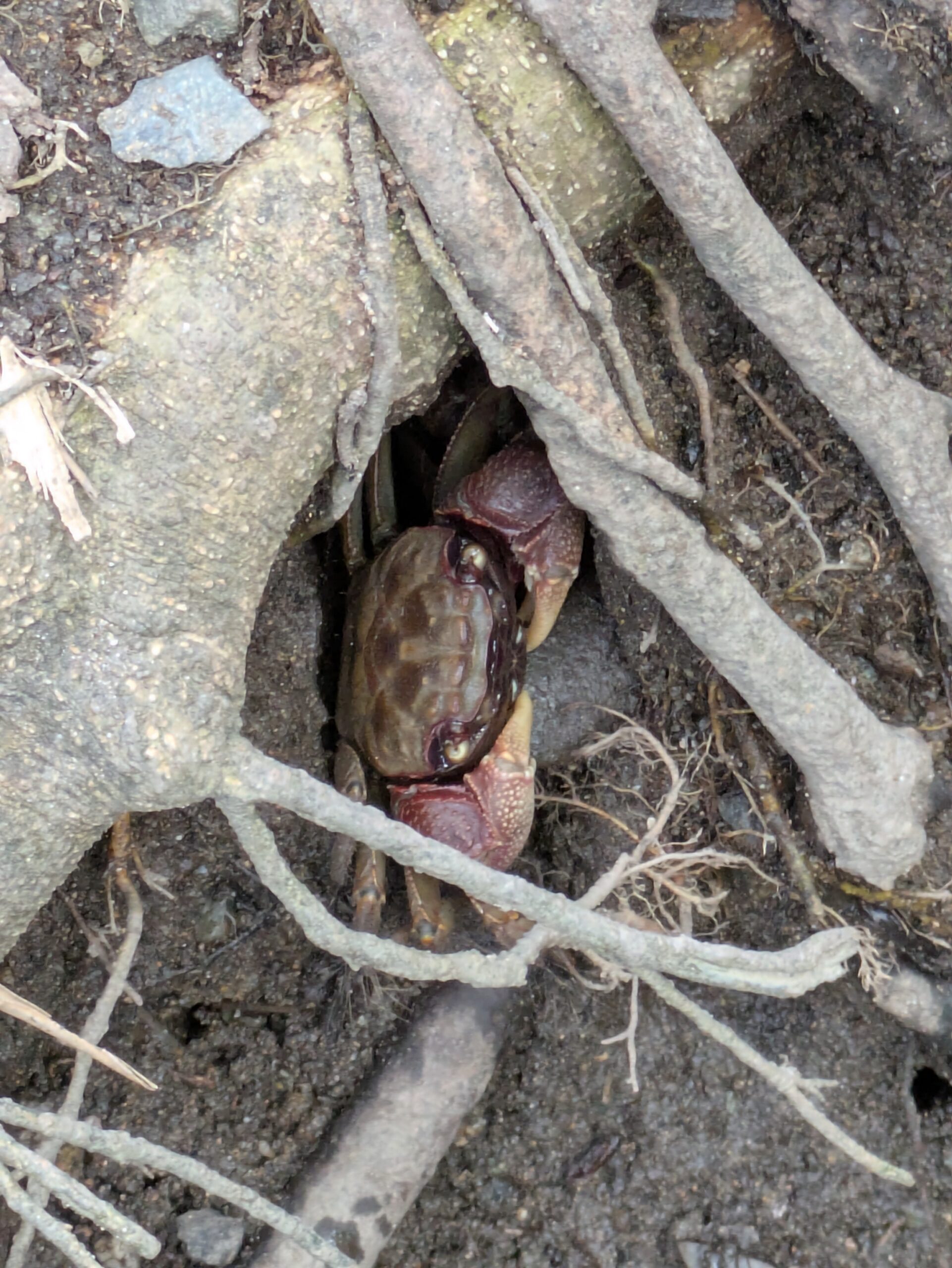 木の根元に隠れるクロベンケイガニ