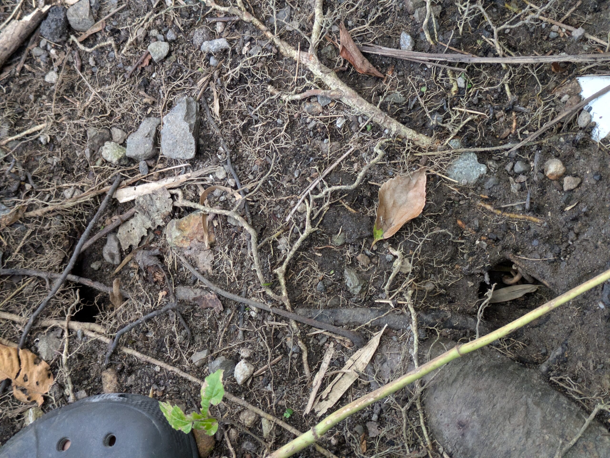 クロベンケイガニがいた場所の地面に開いた穴