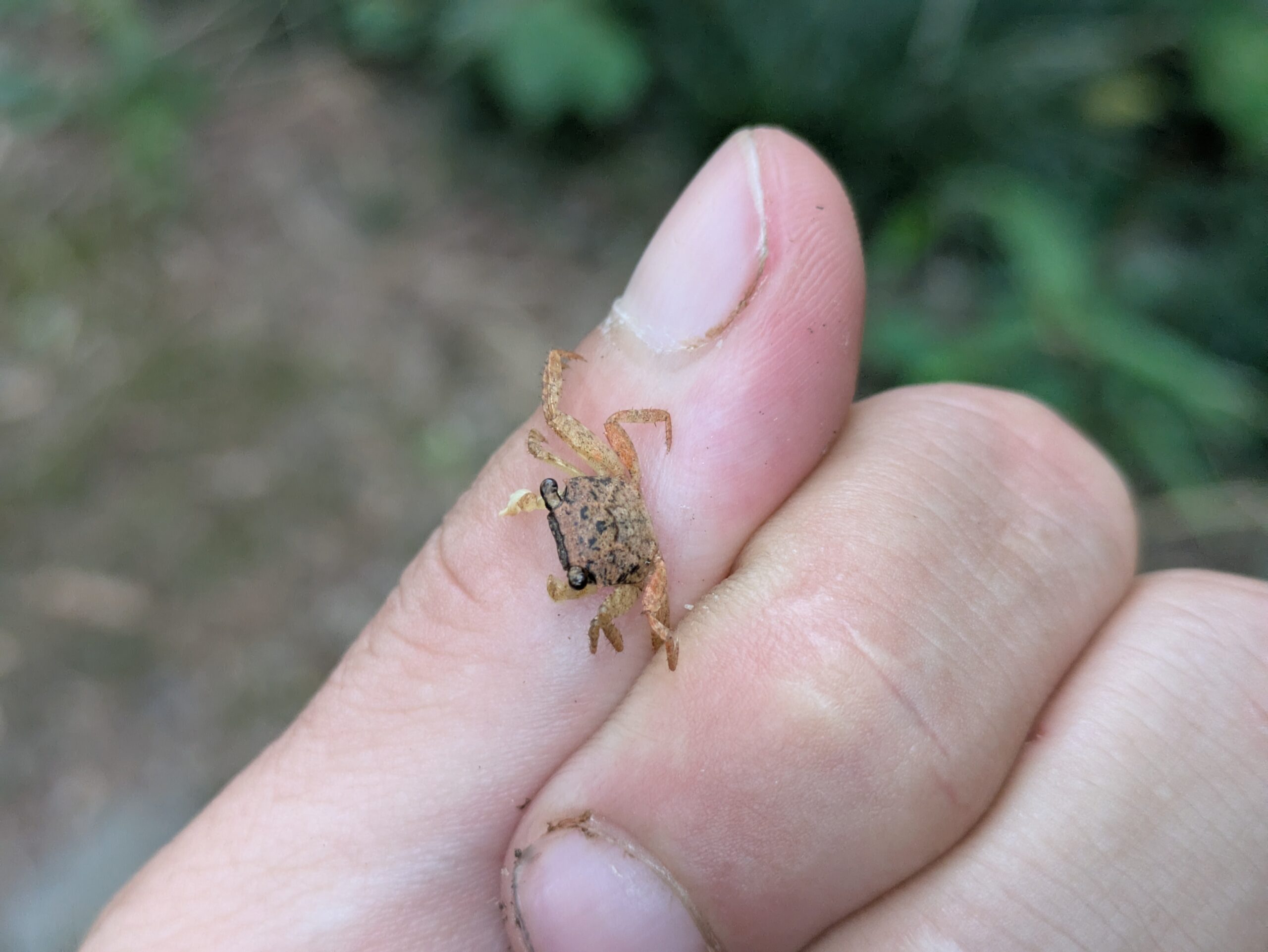 指先に乗る小さなクロベンケイガニ