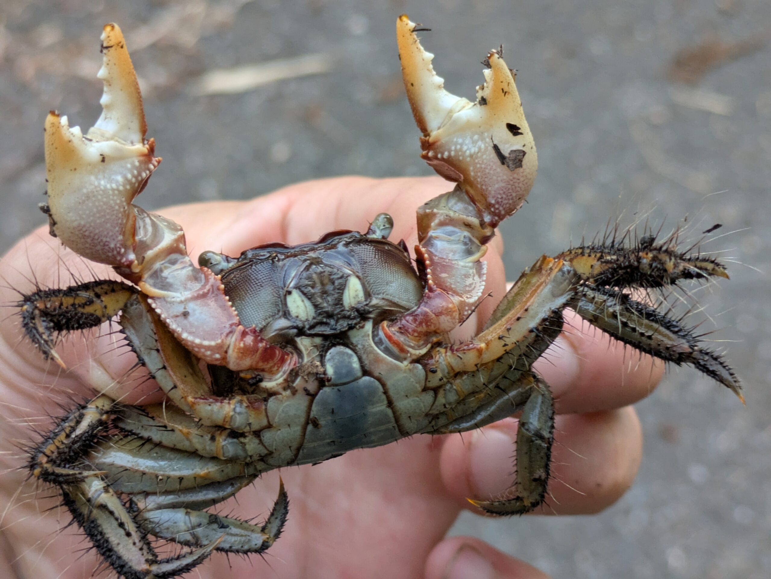 クロベンケイガニの腹側と毛の生えた脚