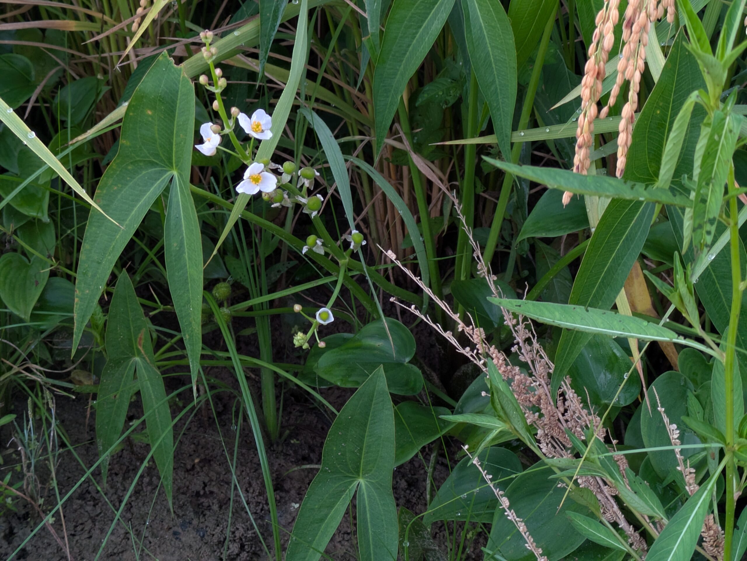 8月の田んぼで咲くオモダカの白い花