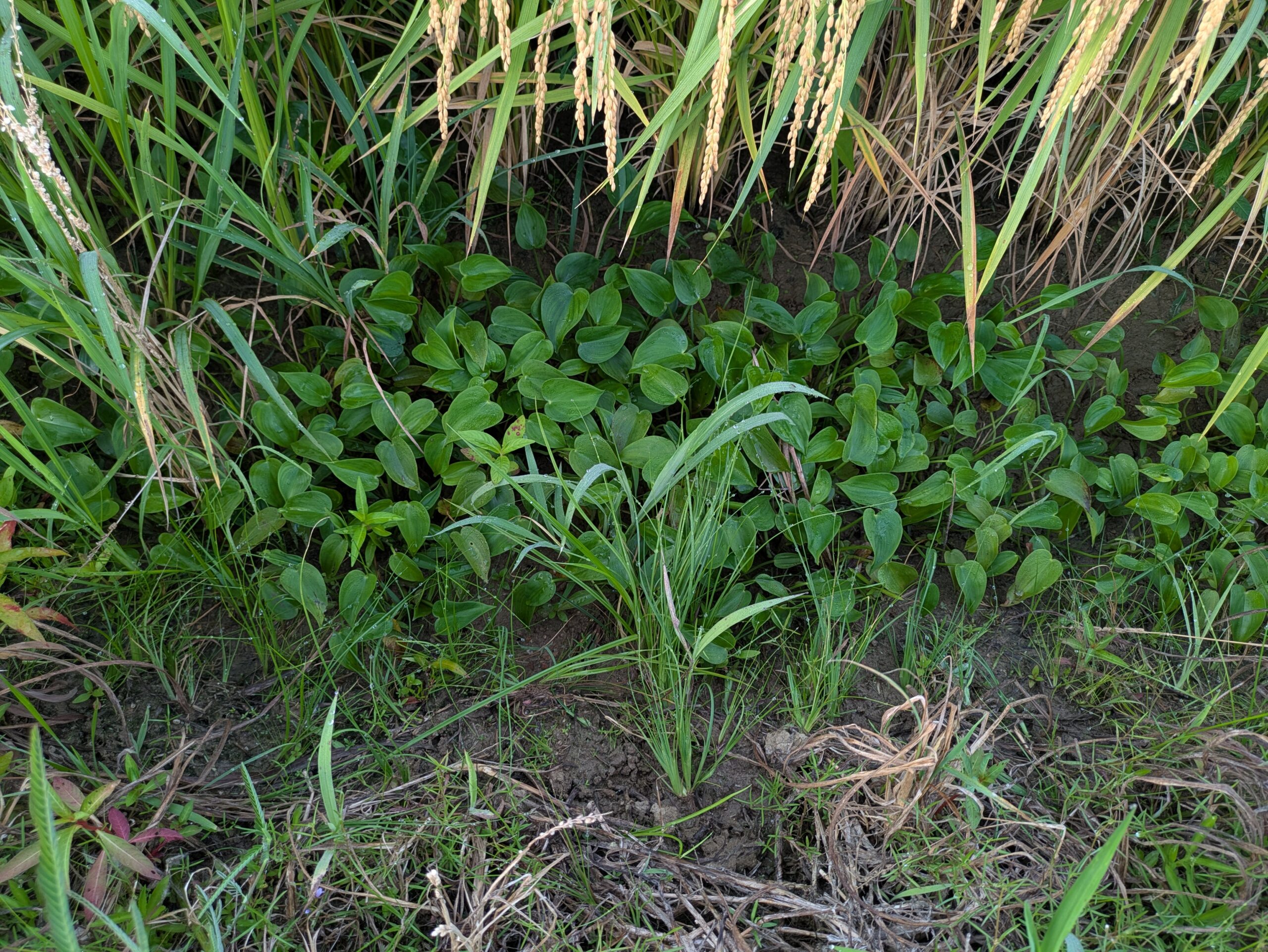8月の田んぼに広がっていたコナギ