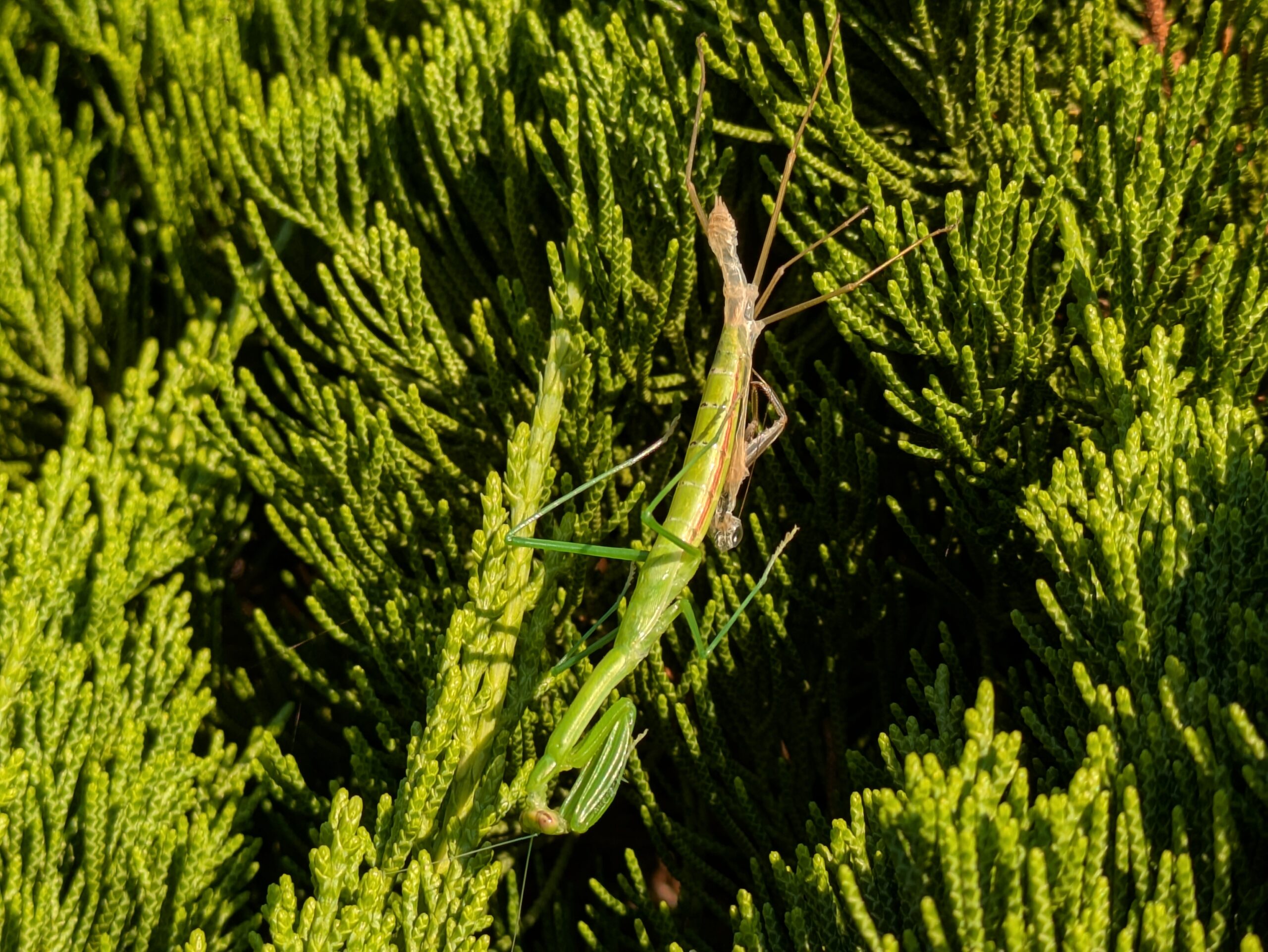 庭の植物の上で脱皮しているカマキリ