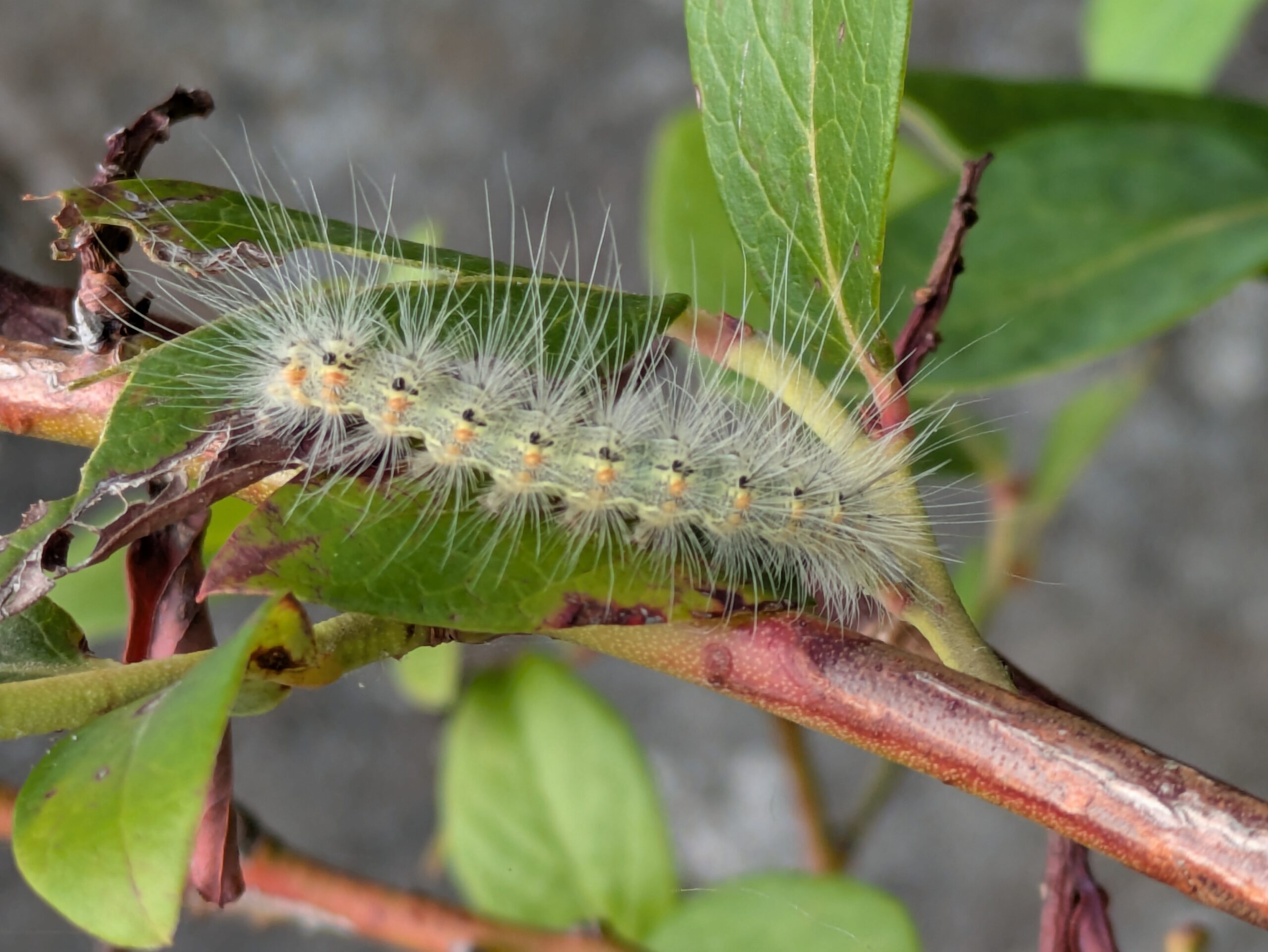 ブルーベリーの枝にいたアメリカシロヒトリらしき幼虫