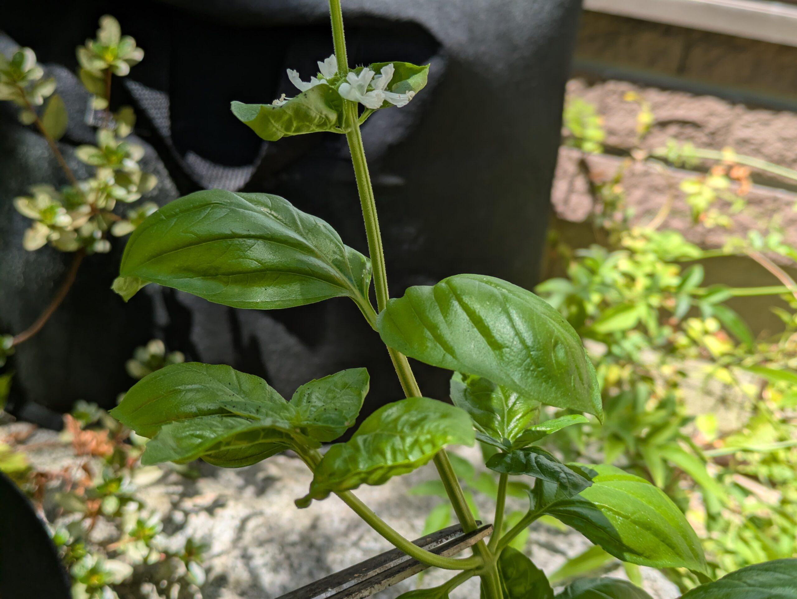 スイートバジルの茎と脇芽