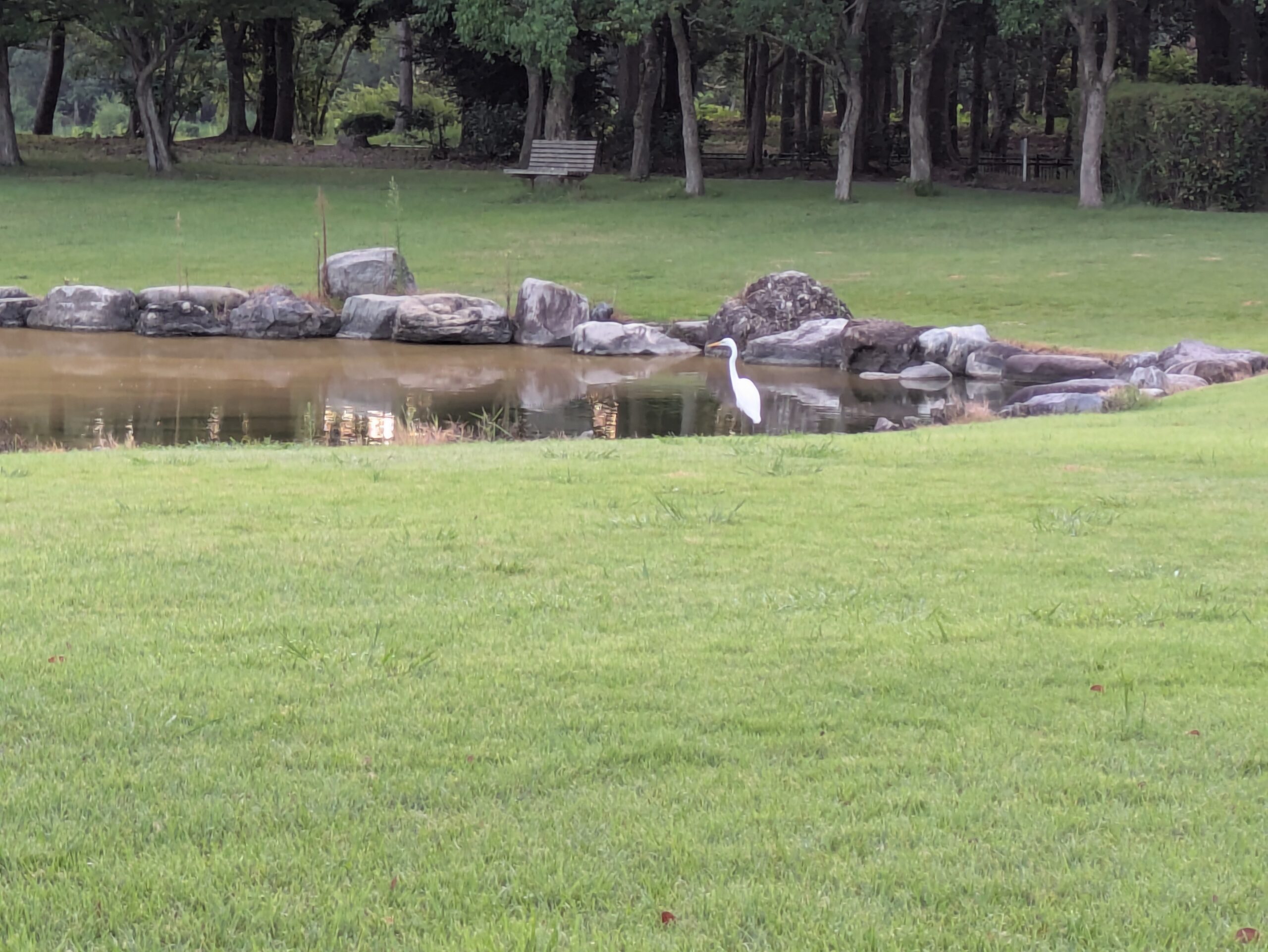 北部公園の池で餌を探していた白いサギ