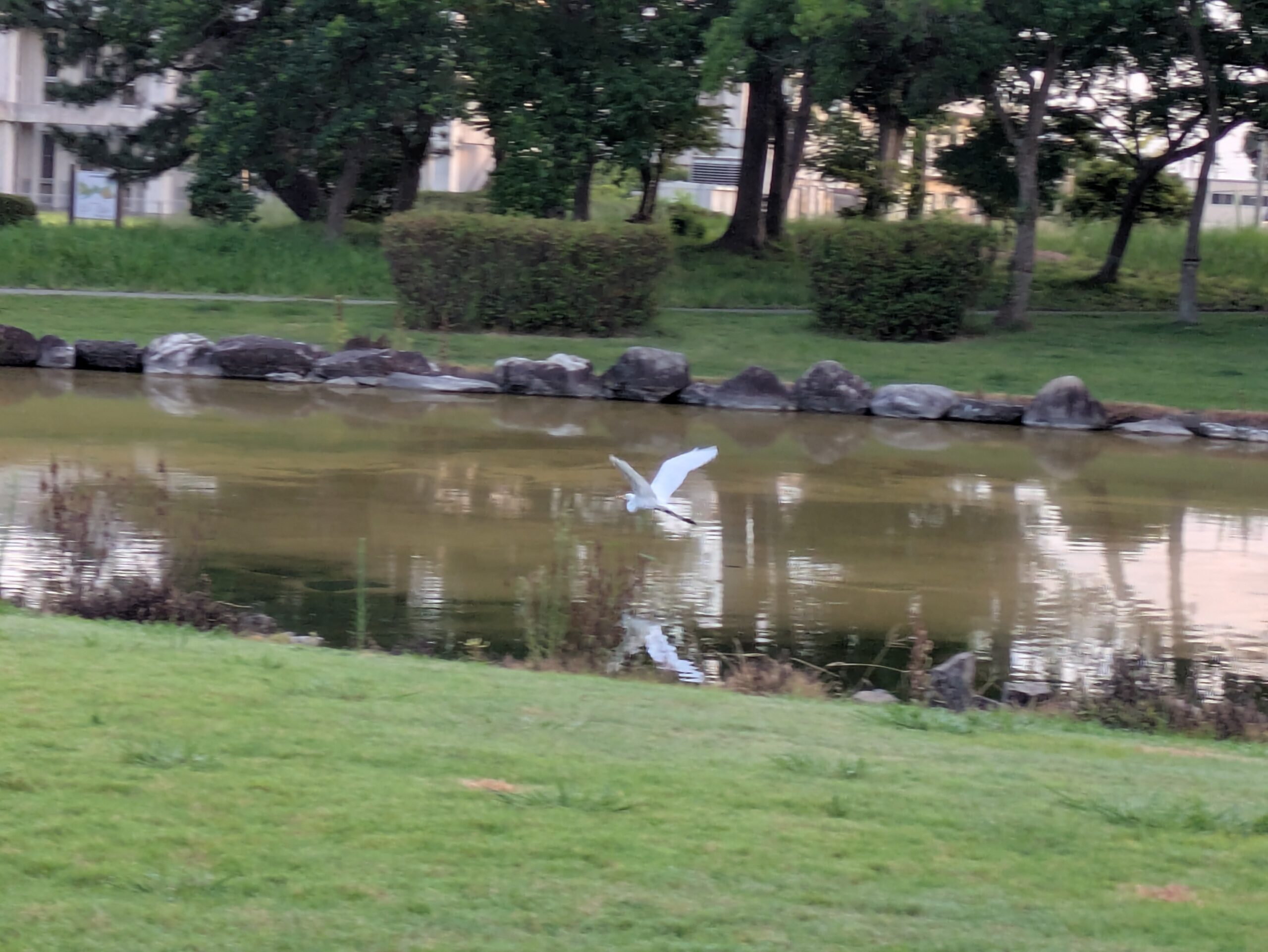 北部公園の池から飛び立つ白いサギ