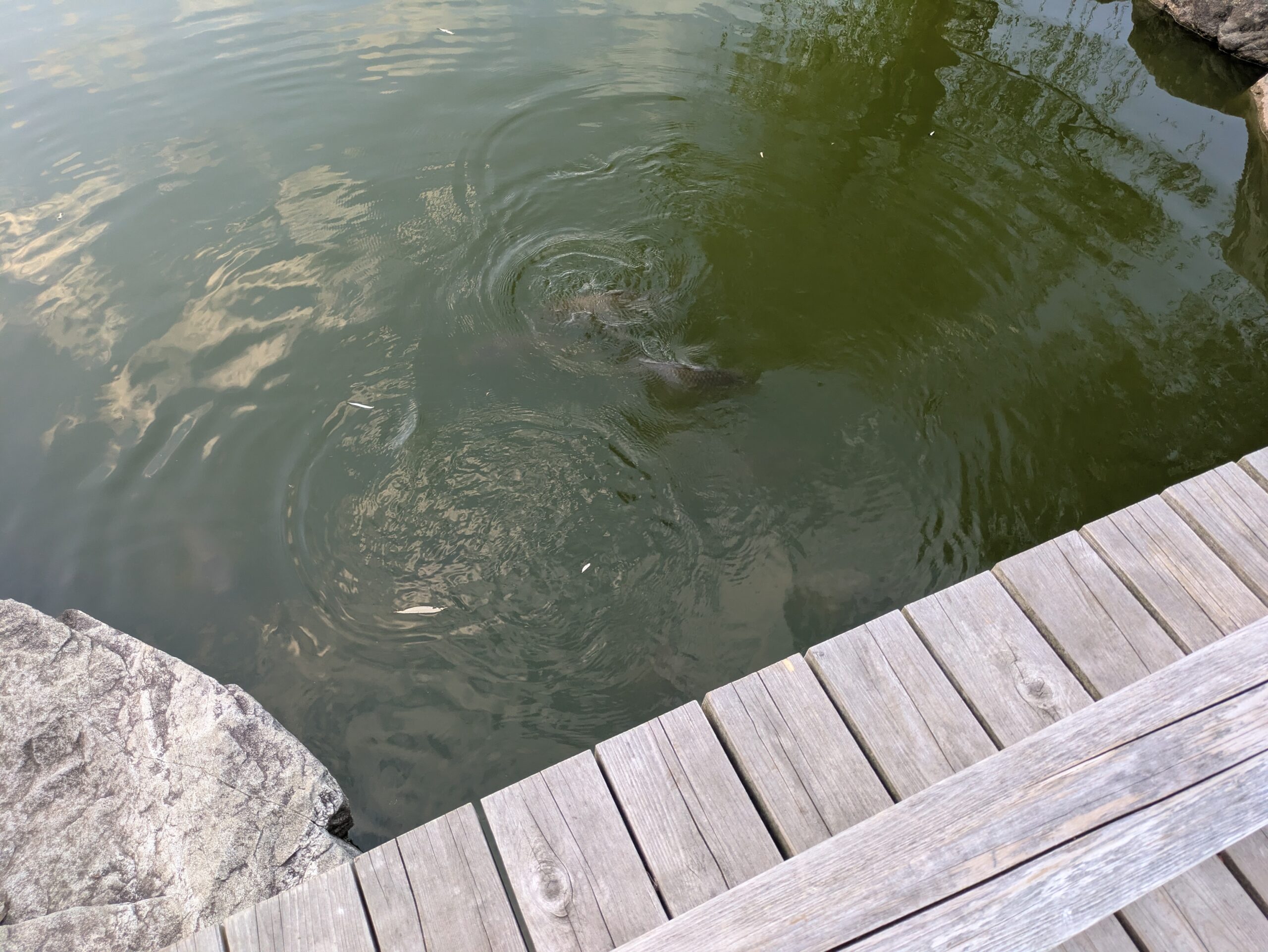 北部公園の池で餌を食べに集まる鯉