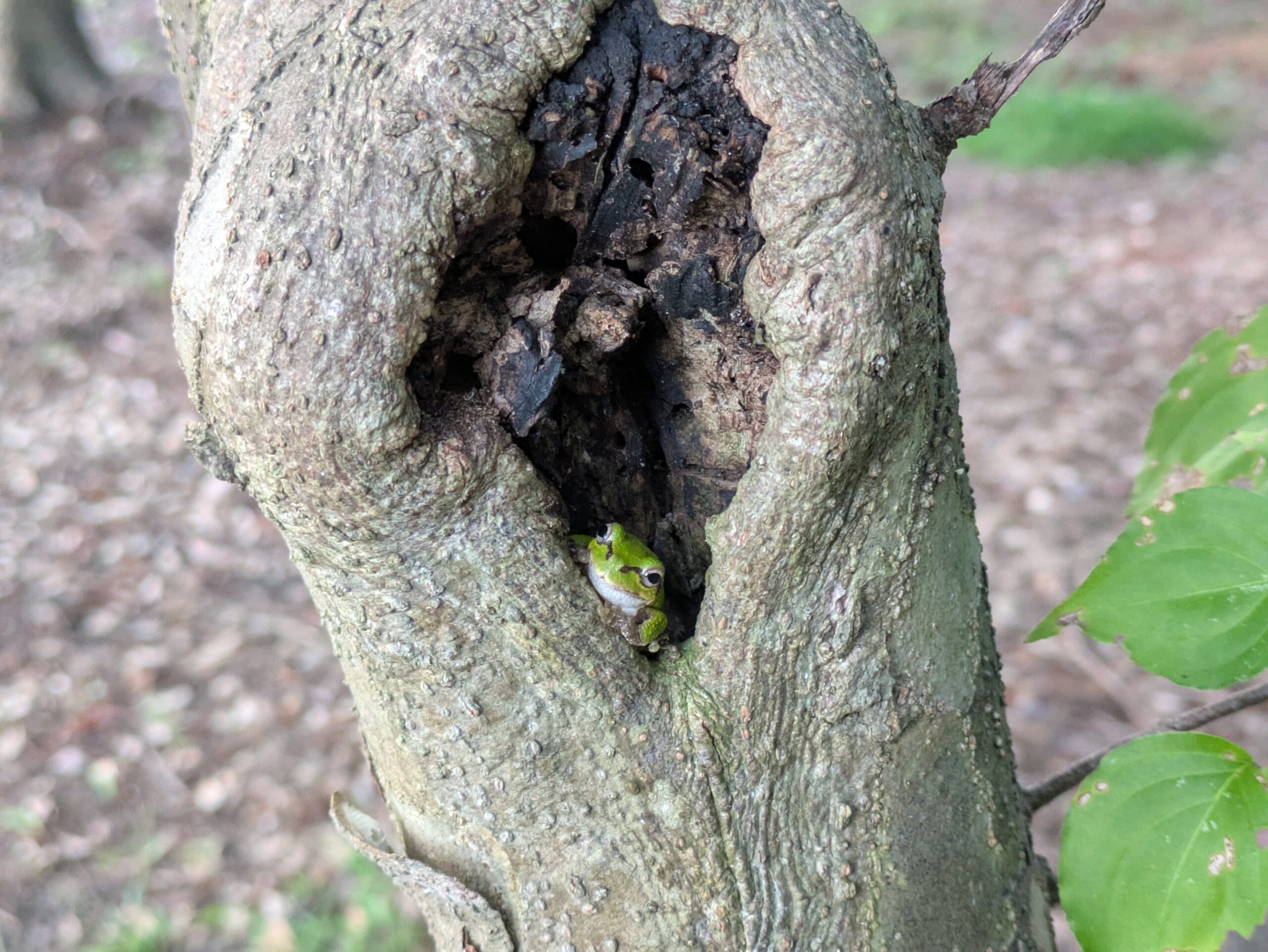 北部公園の木の洞に隠れていた緑色のカエル