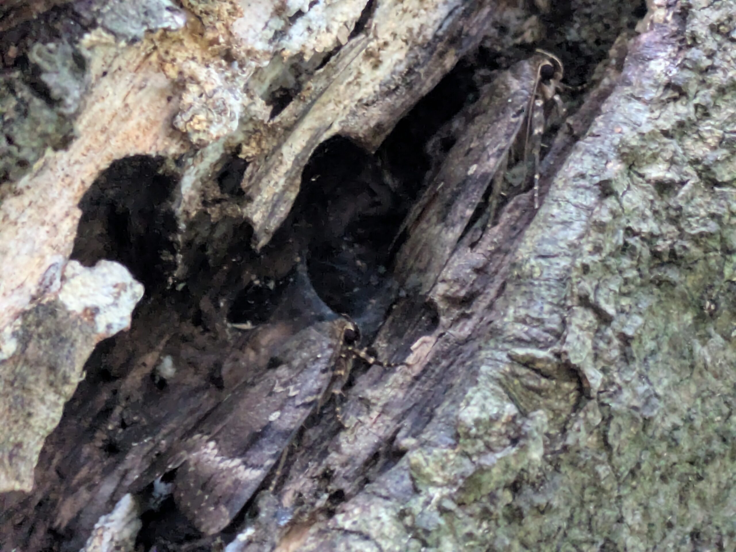 北部公園の朽ちた木の隙間に隠れていた蛾