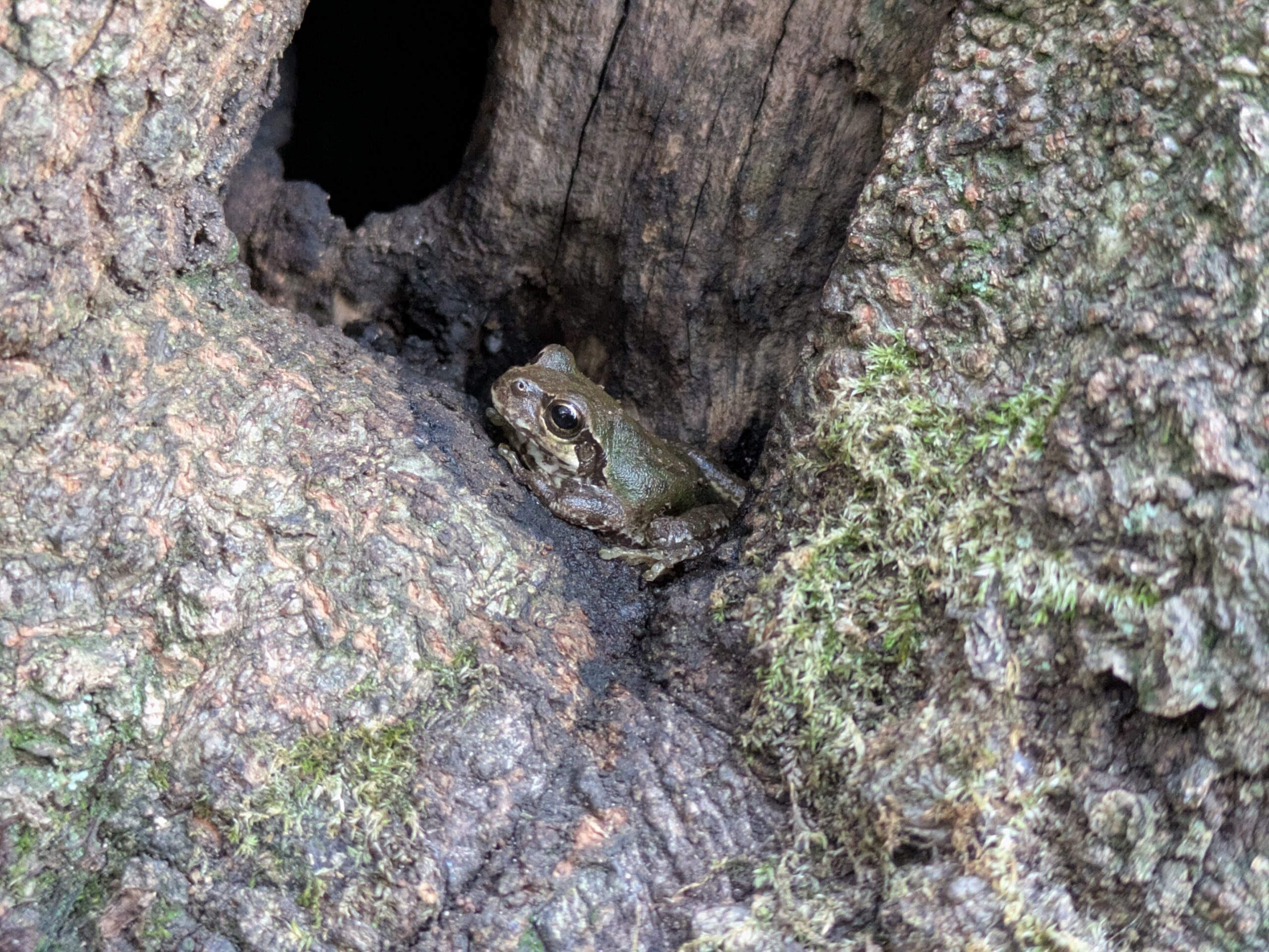 北部公園の木の洞で休んでいたカエル