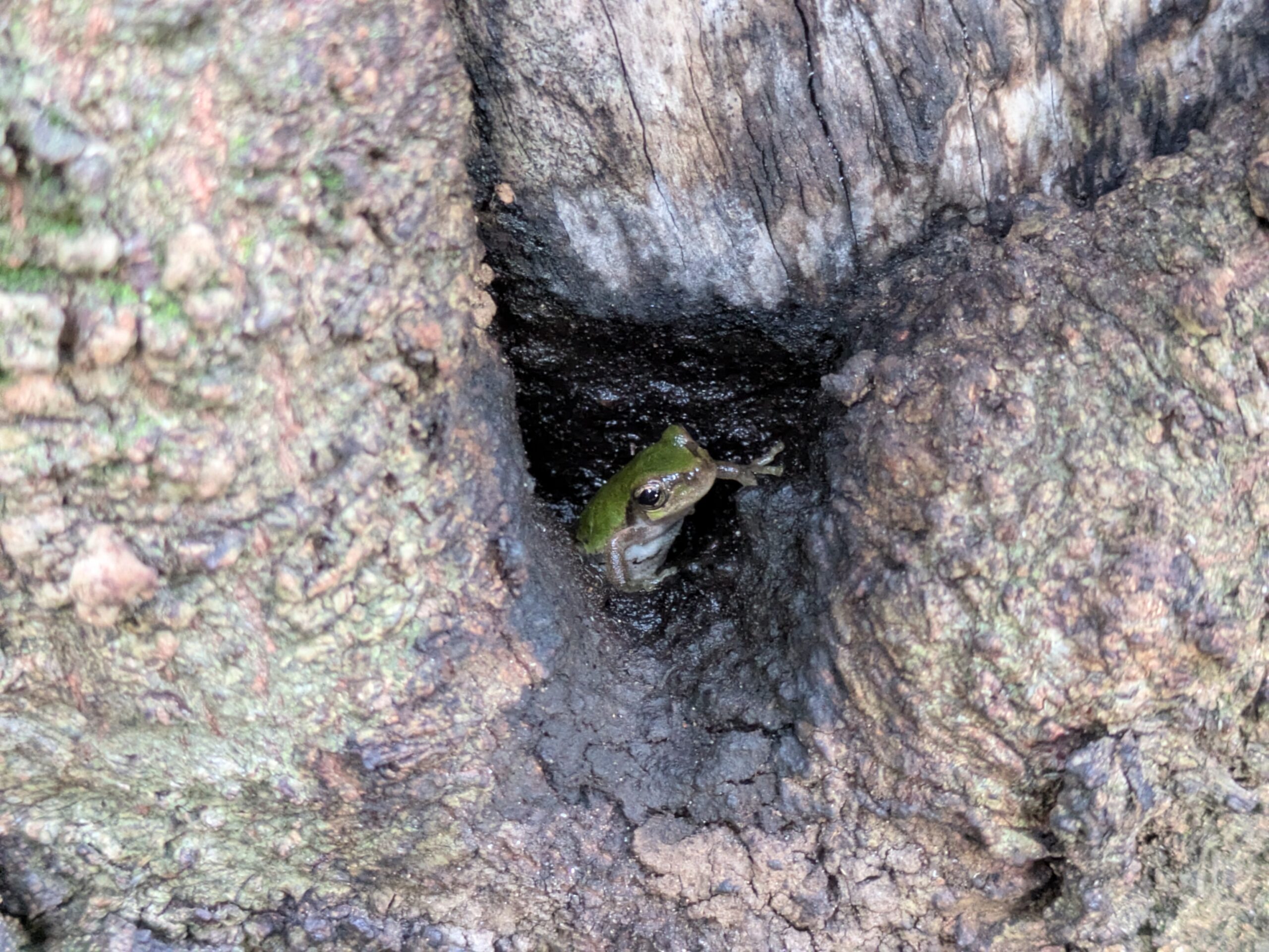 北部公園の木のくぼみに入っているカエル