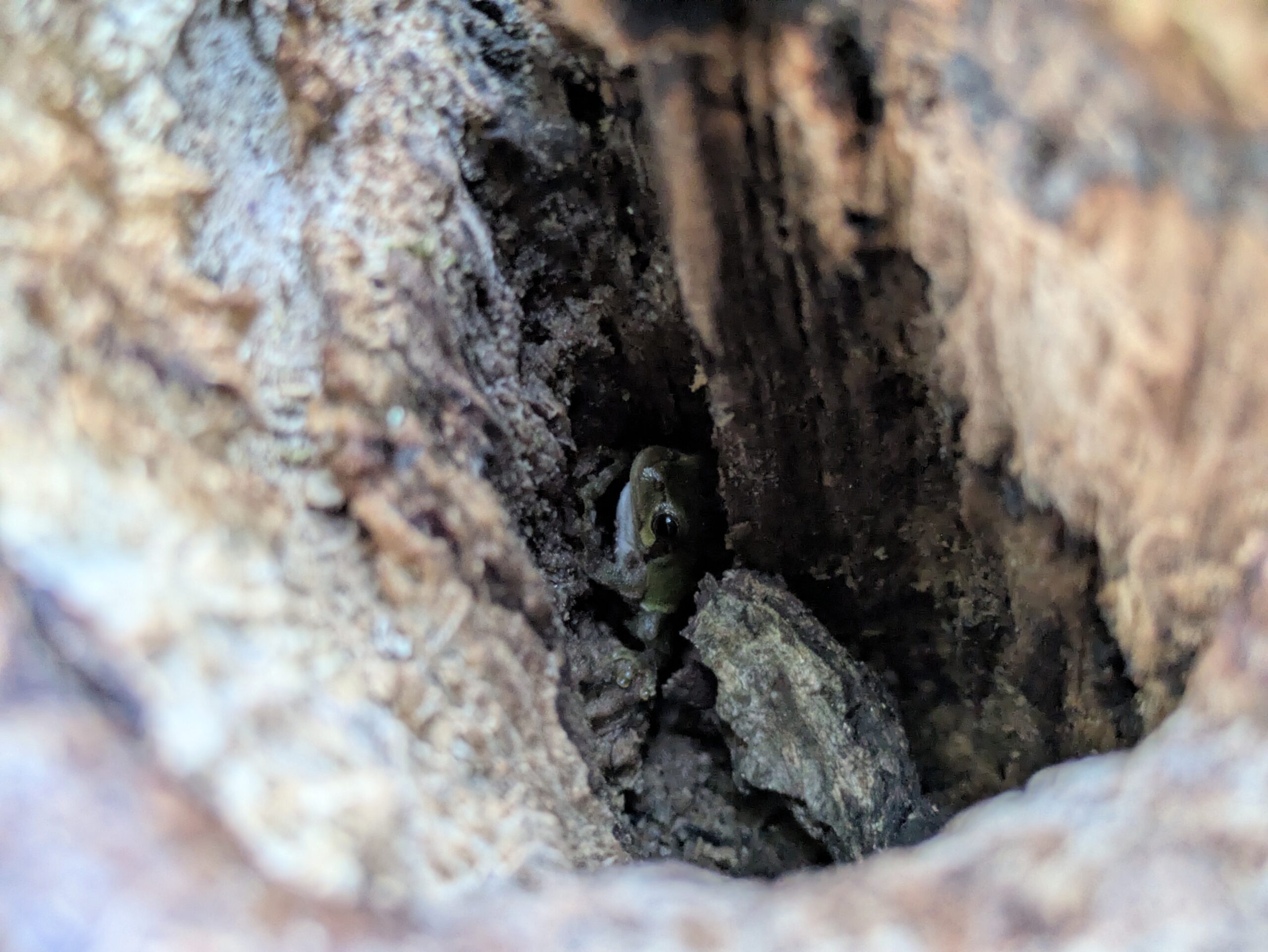北部公園の木の奥深くに隠れていたカエル