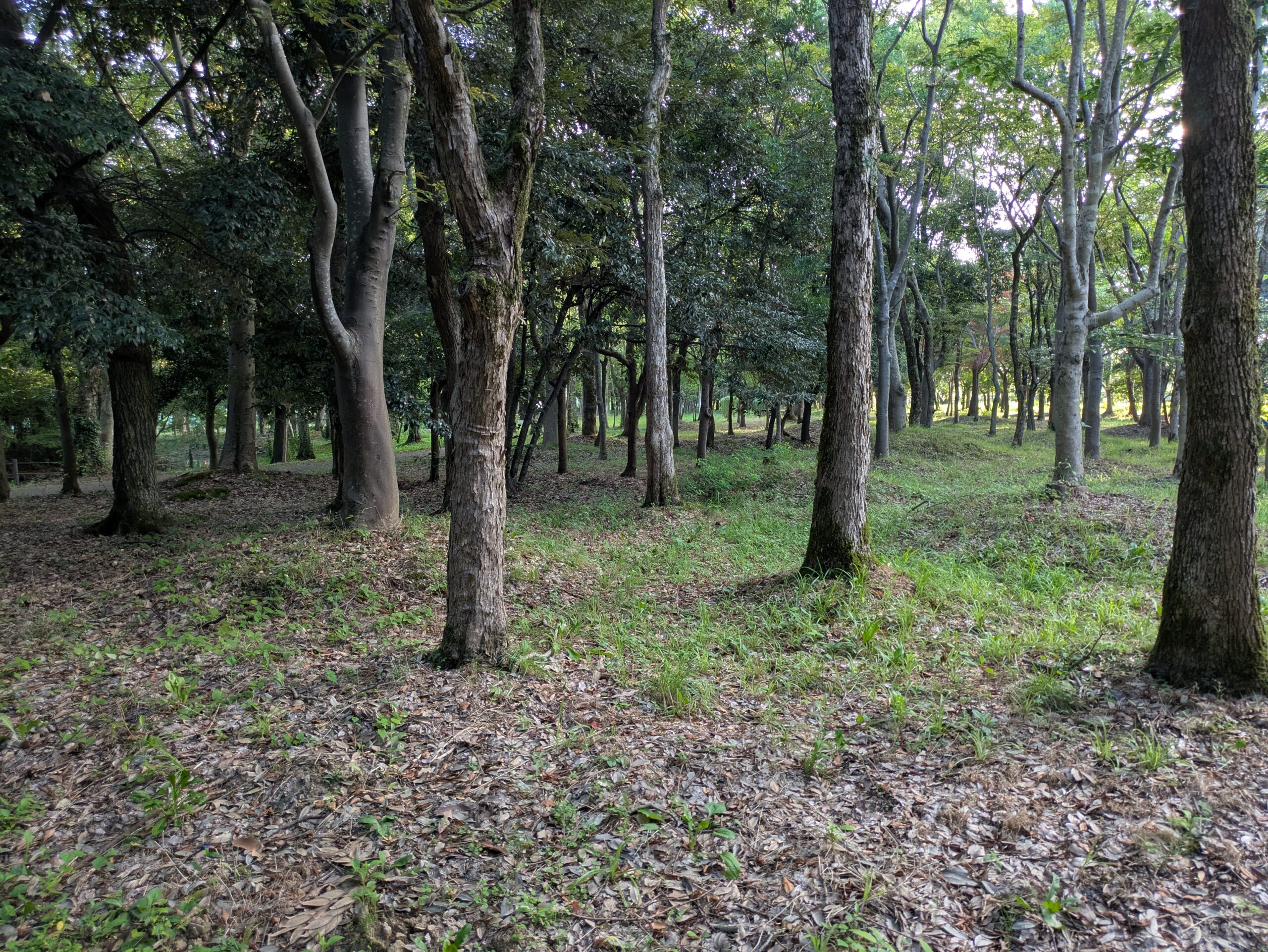 北部公園の木が間隔をあけて生えている林