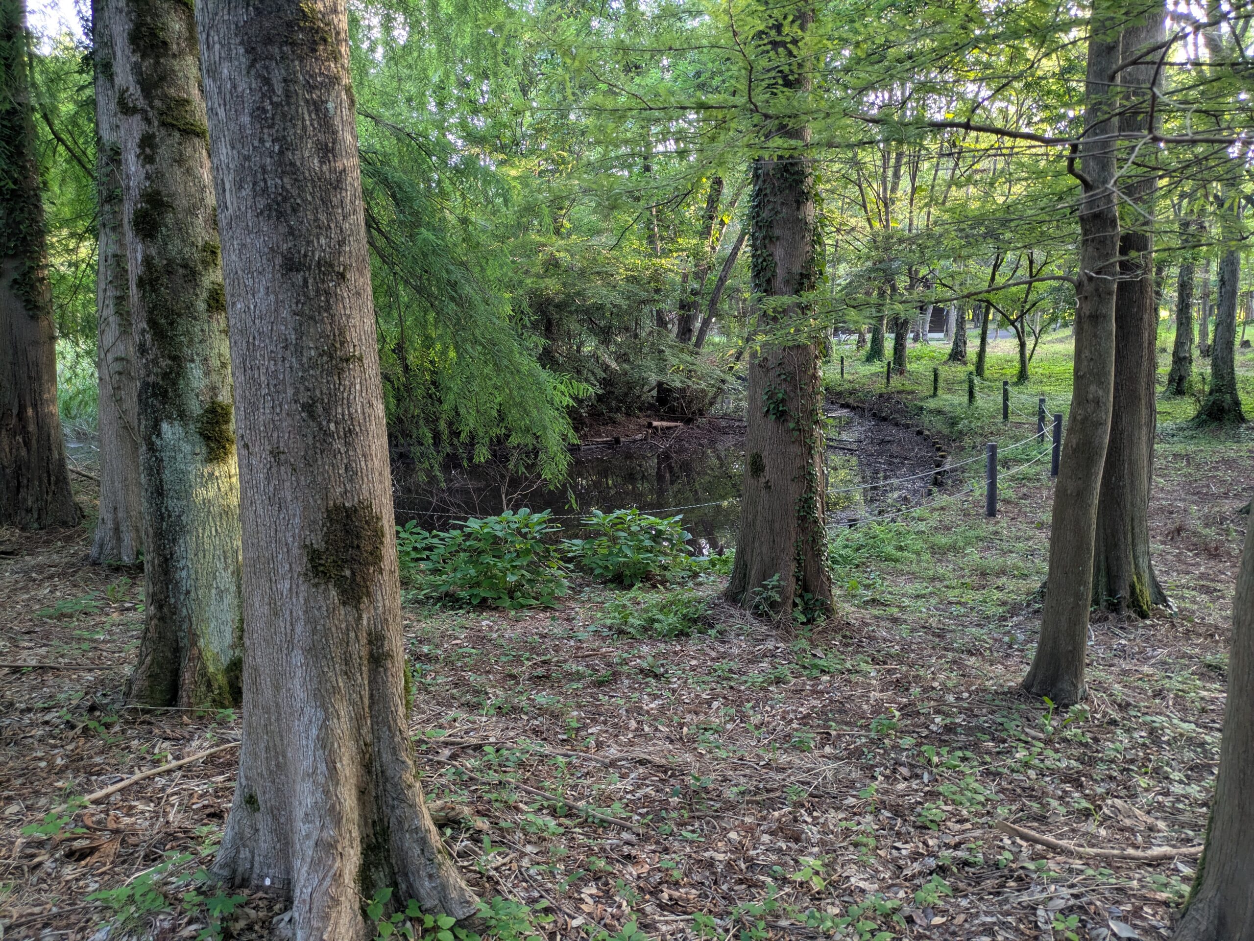 北部公園のハス池周辺の湿った林