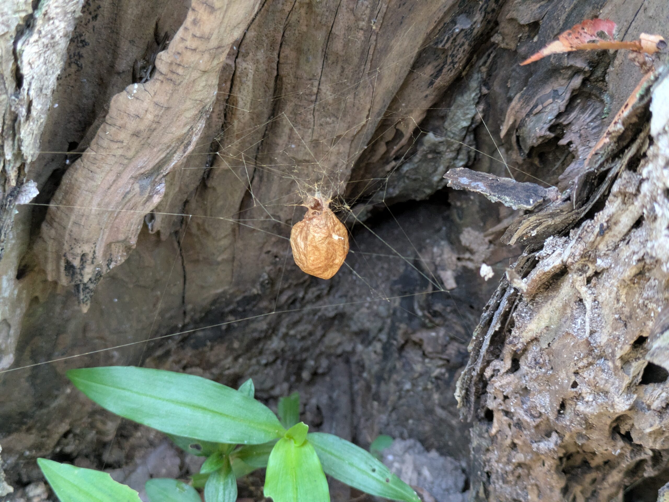 北部公園の切り株の隙間に作られていたクモの卵のう
