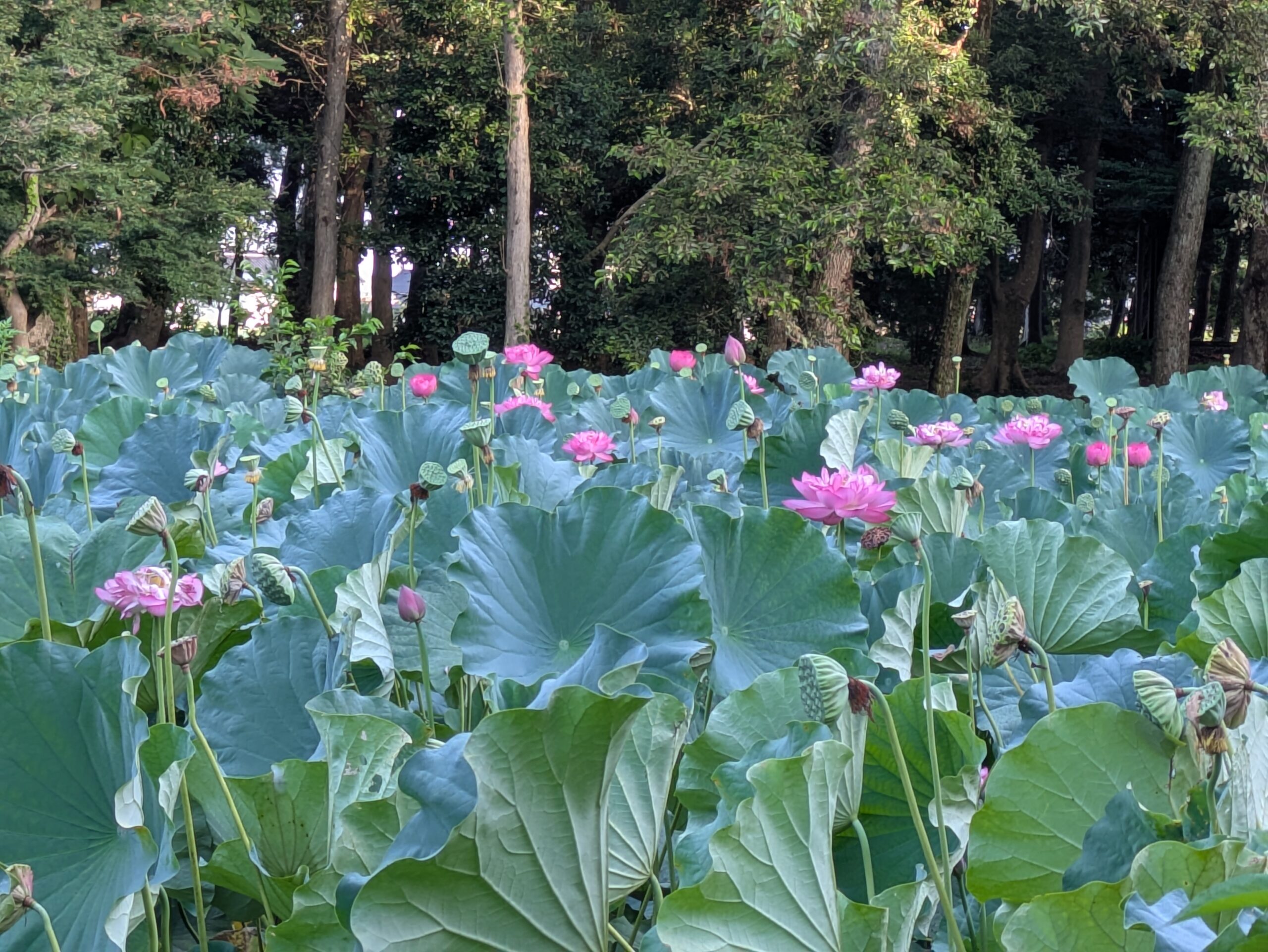 8月の北部公園のハス池に咲くピンク色のハスの花
