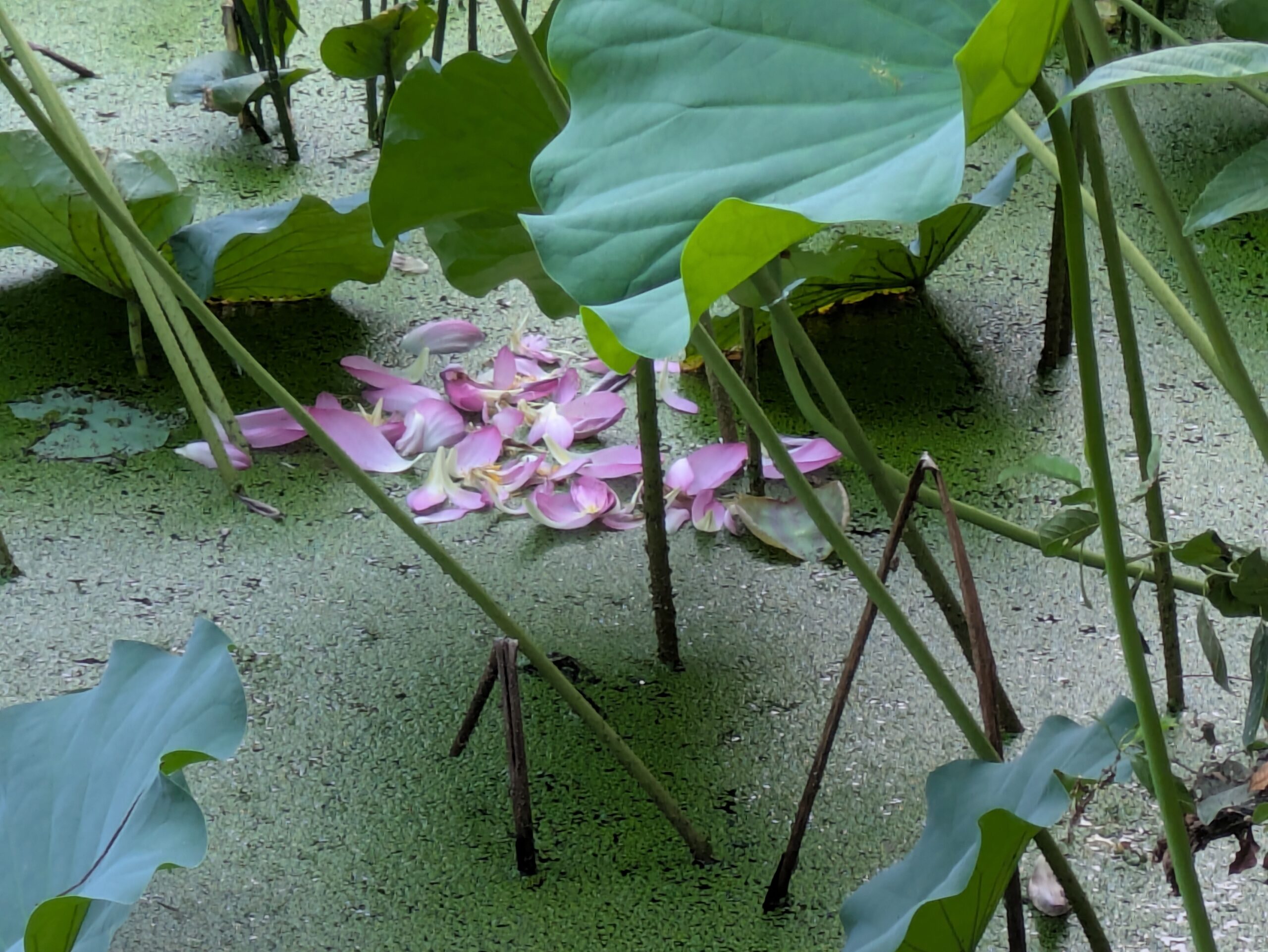 北部公園のハス池の水面にまとまって落ちたピンク色の花びら