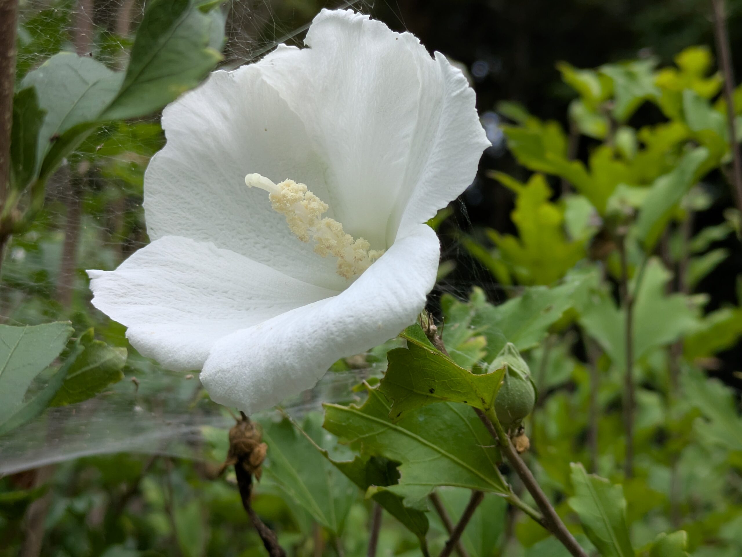 北部公園に咲く白いムクゲの花