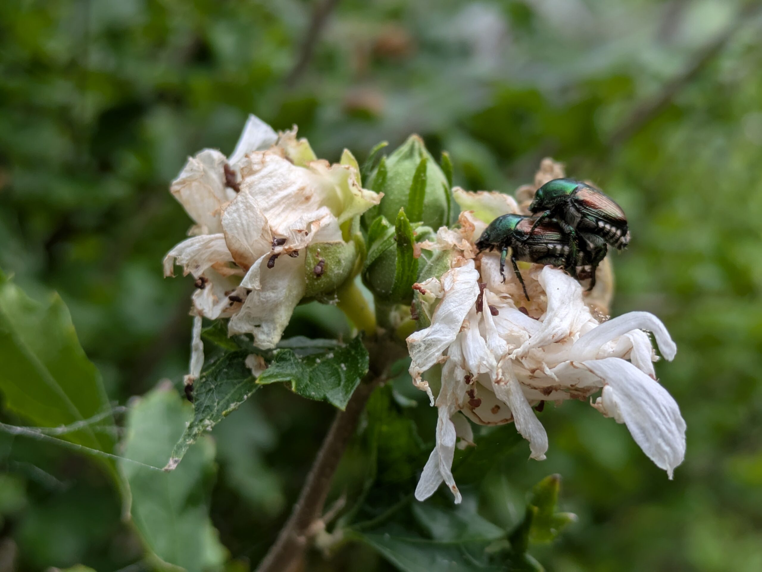 北部公園のムクゲの花に複数集まったマメコガネ