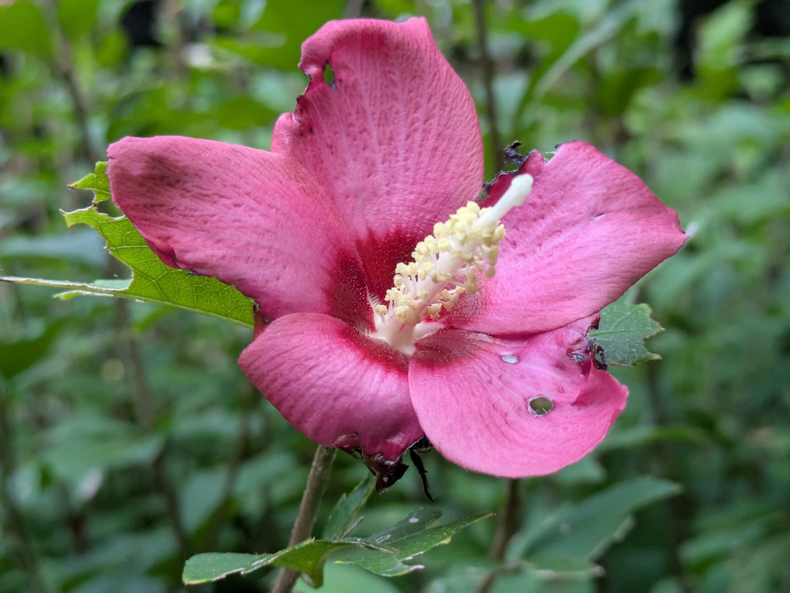 北部公園に咲いていた赤紫色のムクゲの花