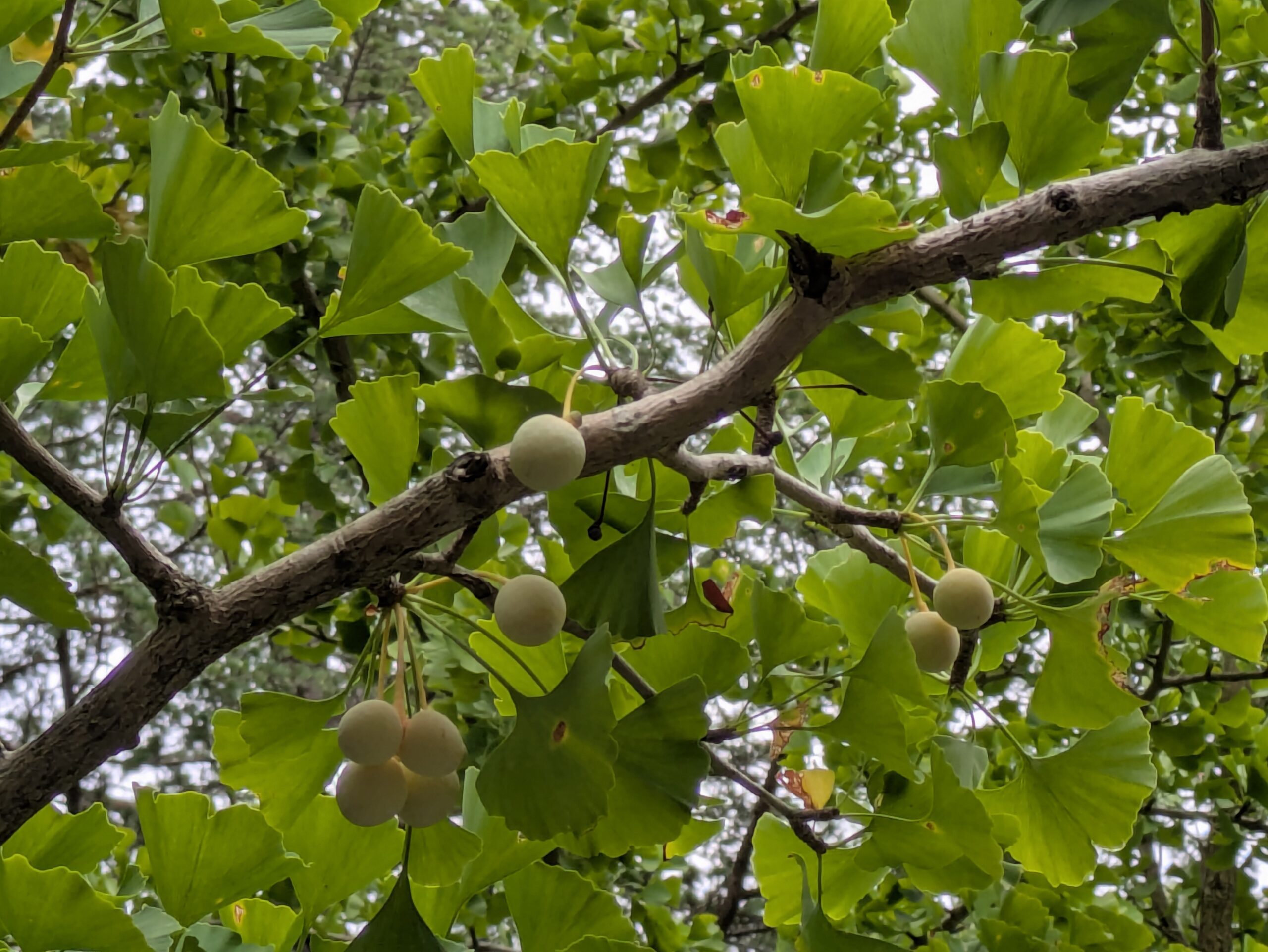 北部公園のイチョウに実るまだ青い銀杏