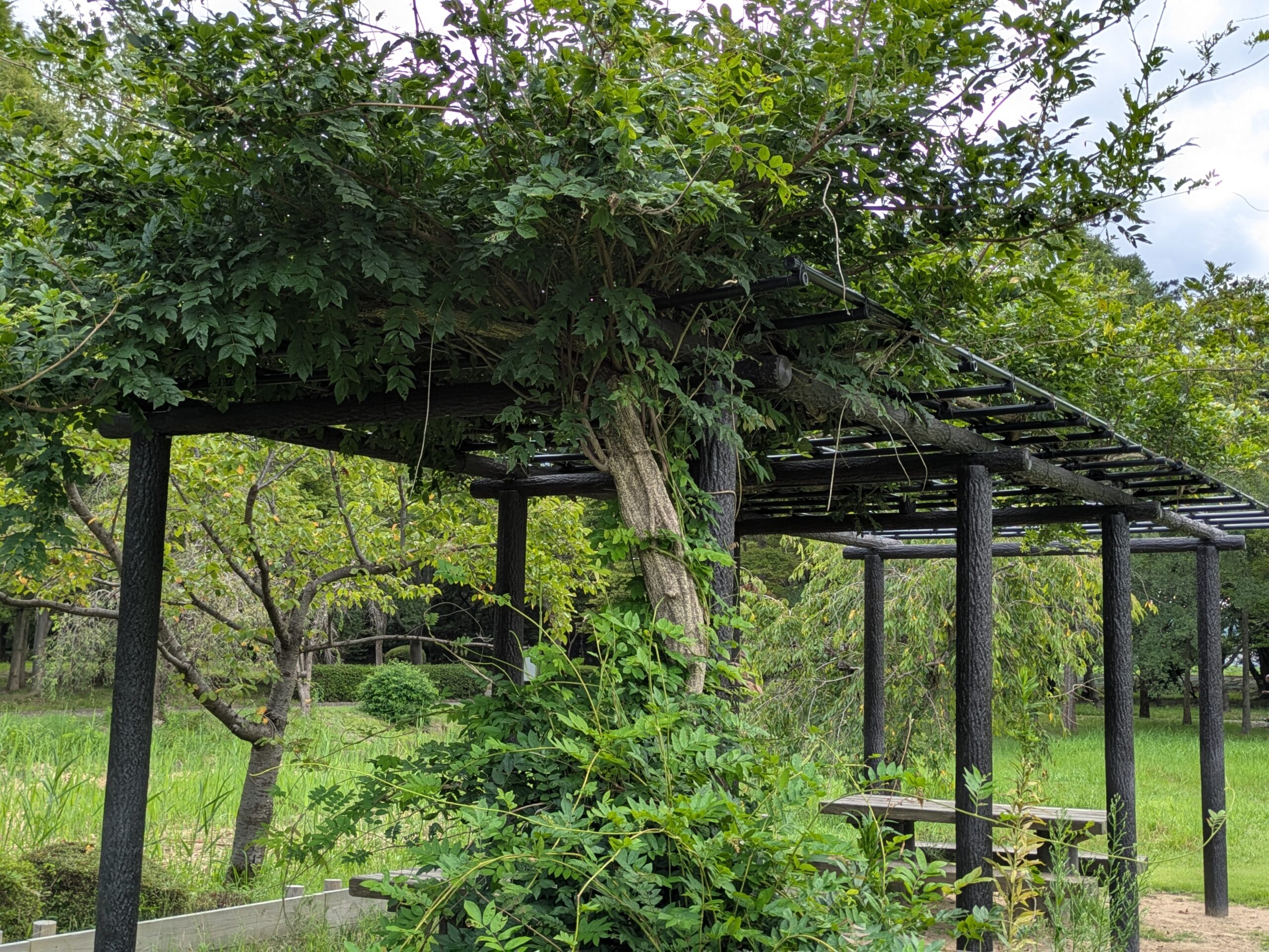 北部公園の藤棚と緑に囲まれた休憩スペース