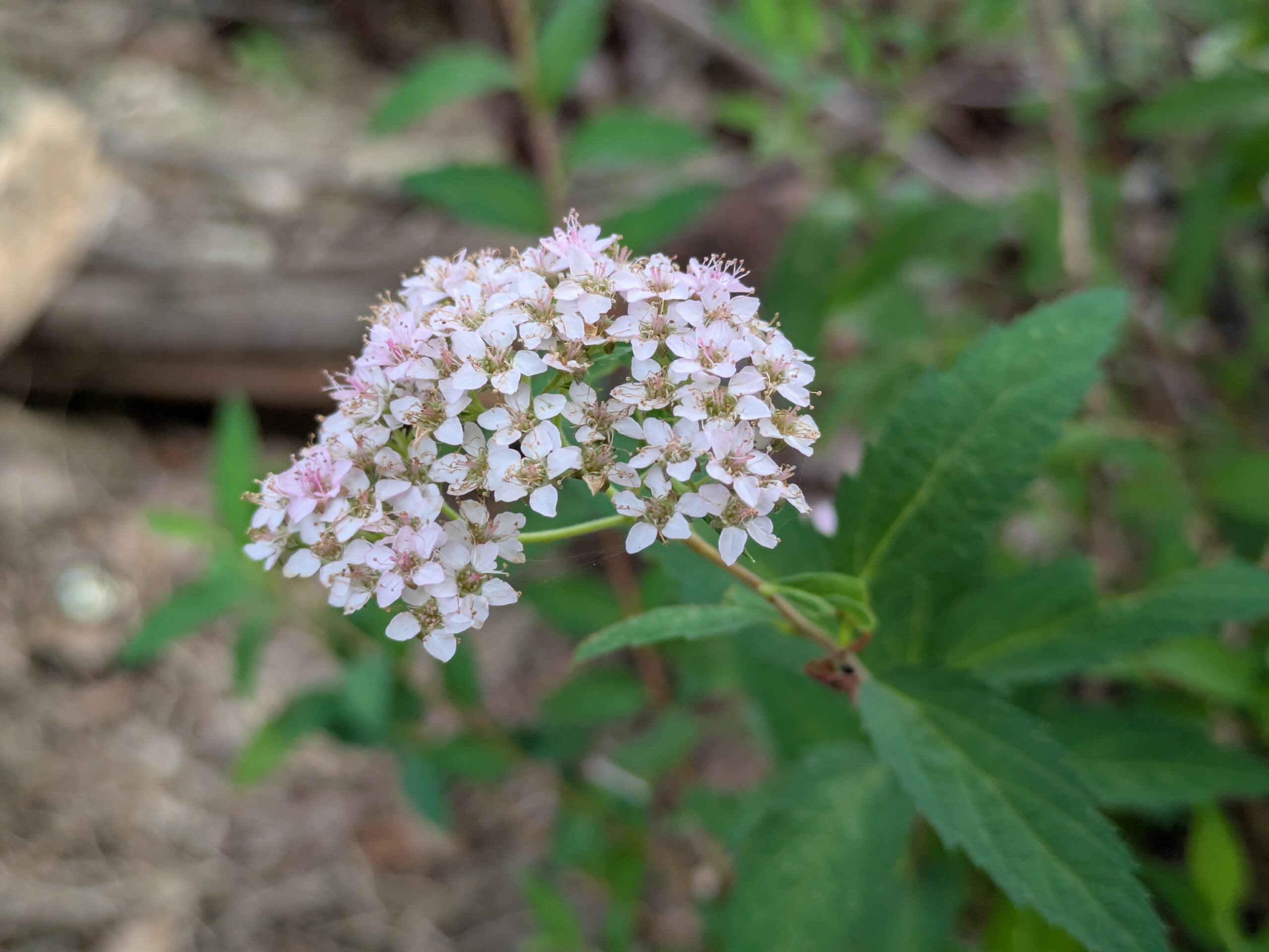 北部公園に咲いていた淡いピンク色のシモツケの花