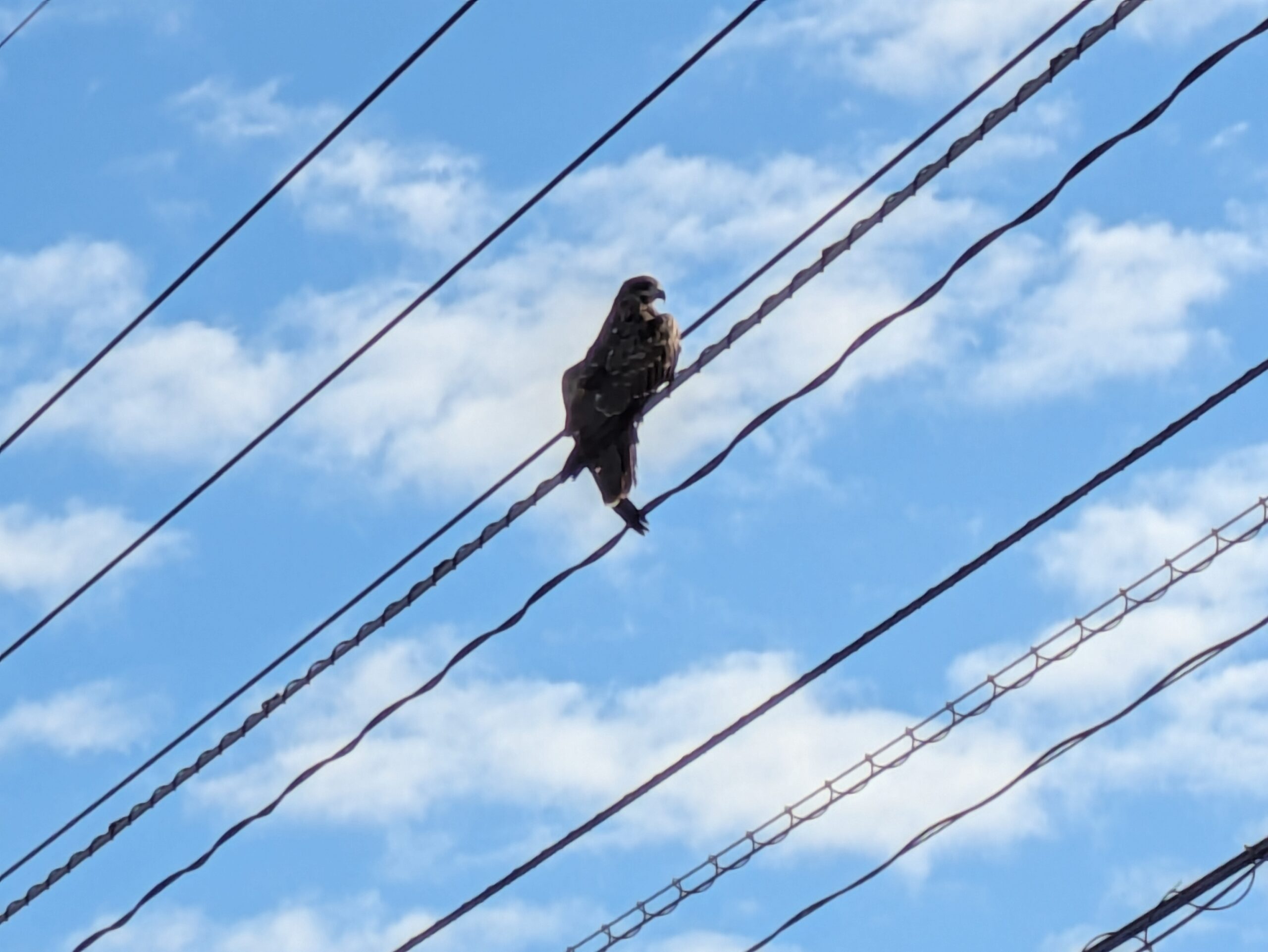 河北潟周辺の電線にとまっていたトビ