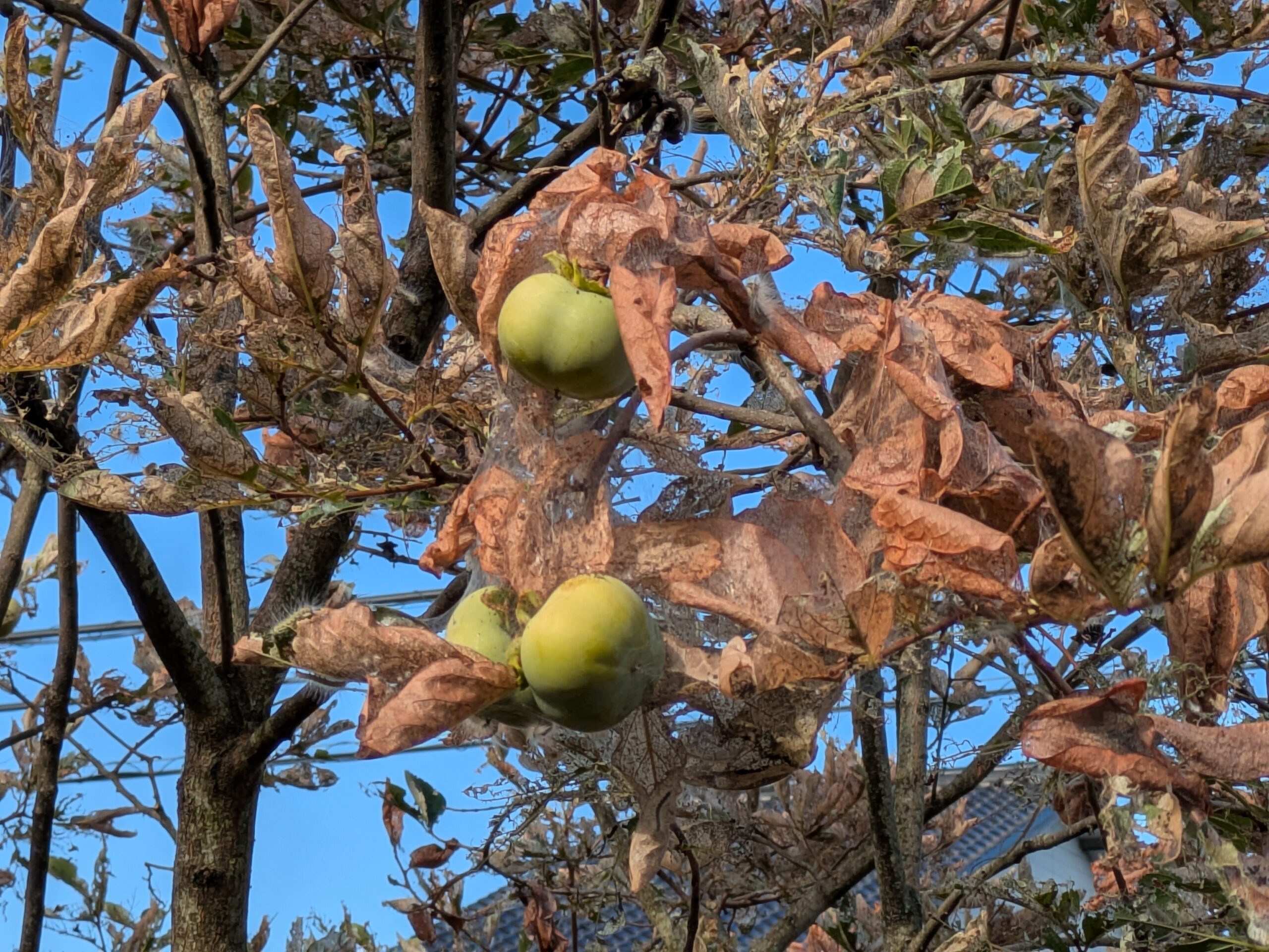 葉を食べられた柿の木に残っていた緑色の実