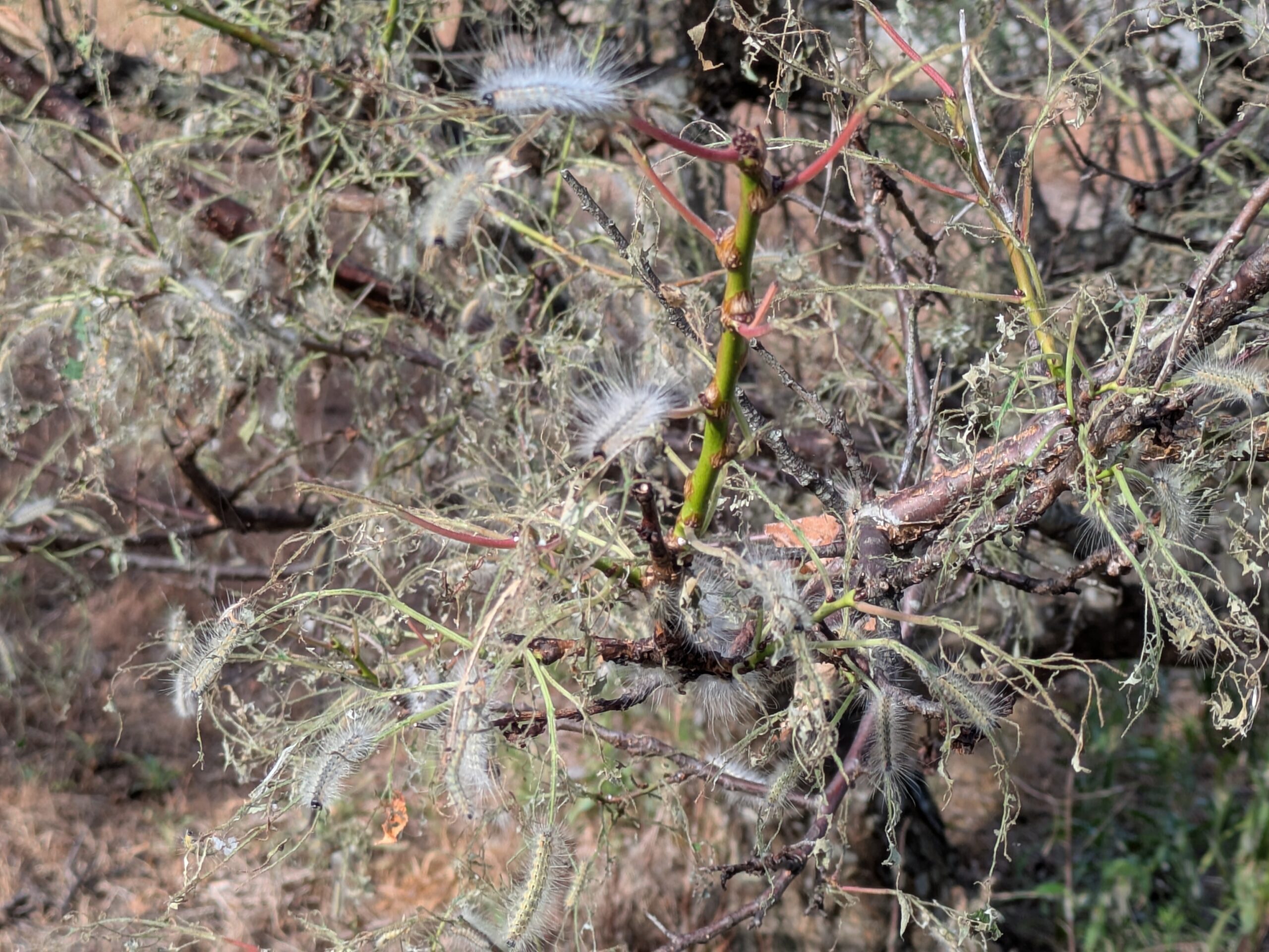柿の木に大量発生していたアメリカシロヒトリの幼虫
