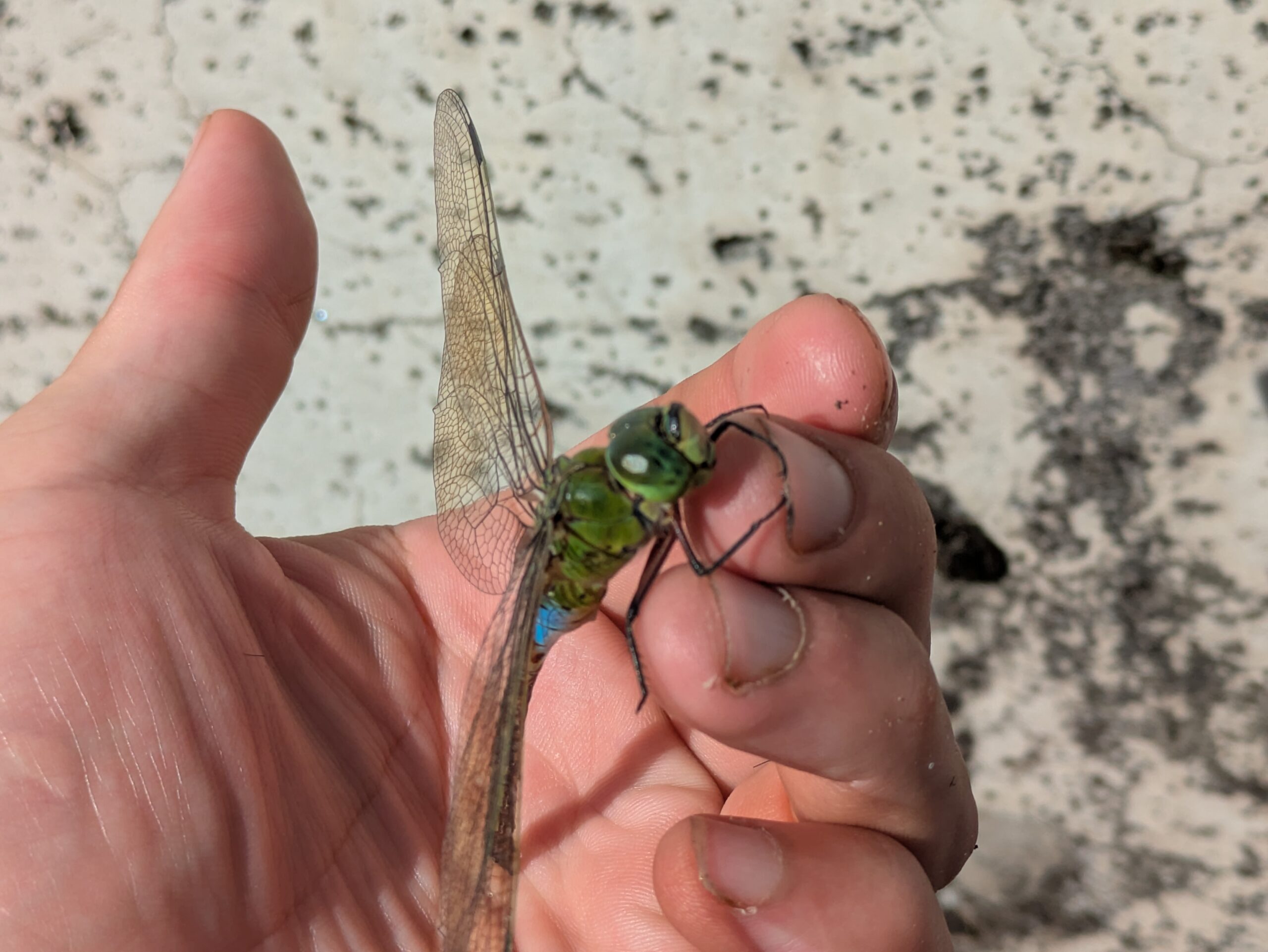 田中の指にしがみつくギンヤンマ