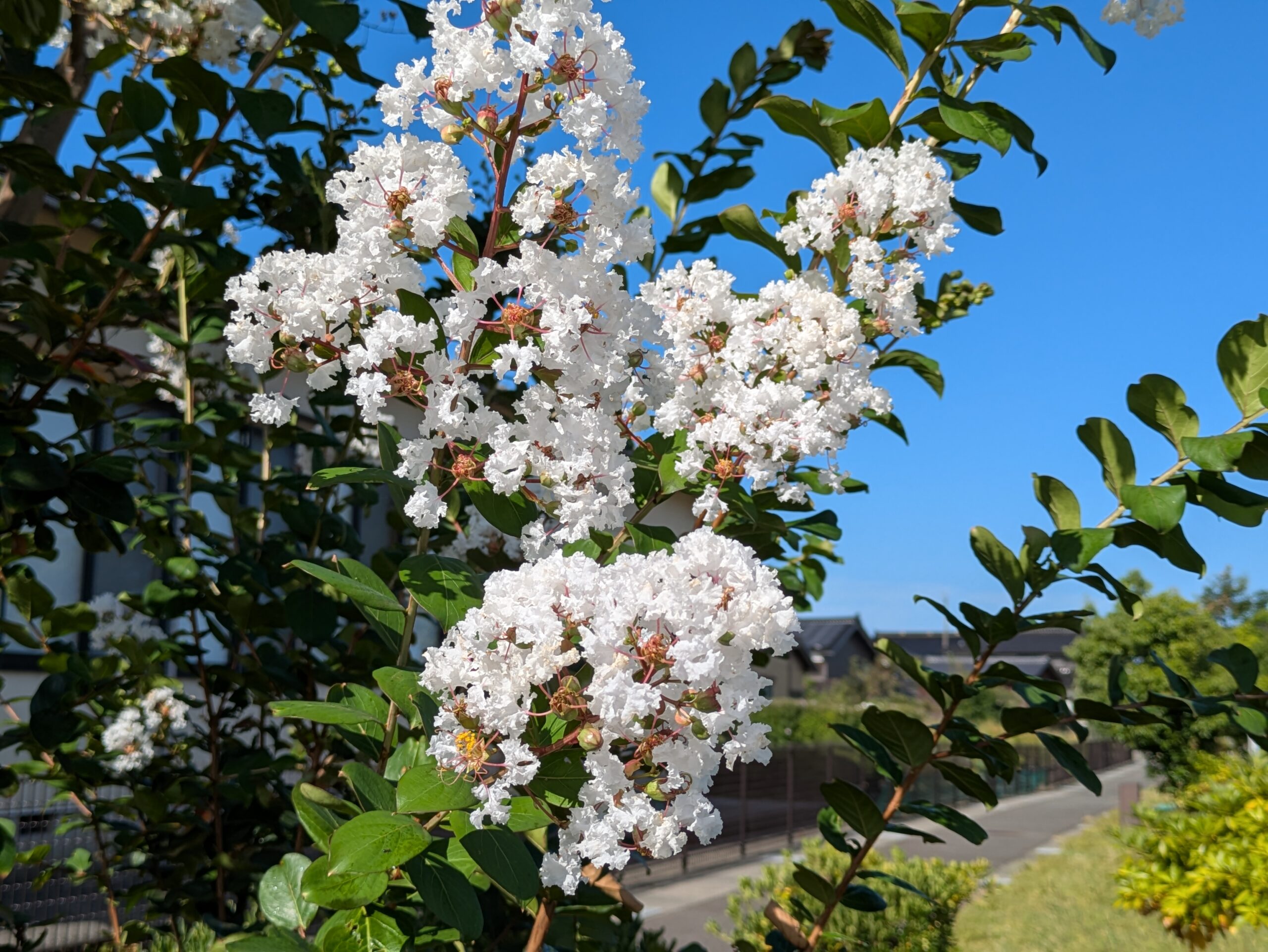 あがた公園で咲いていた白いサルスベリ