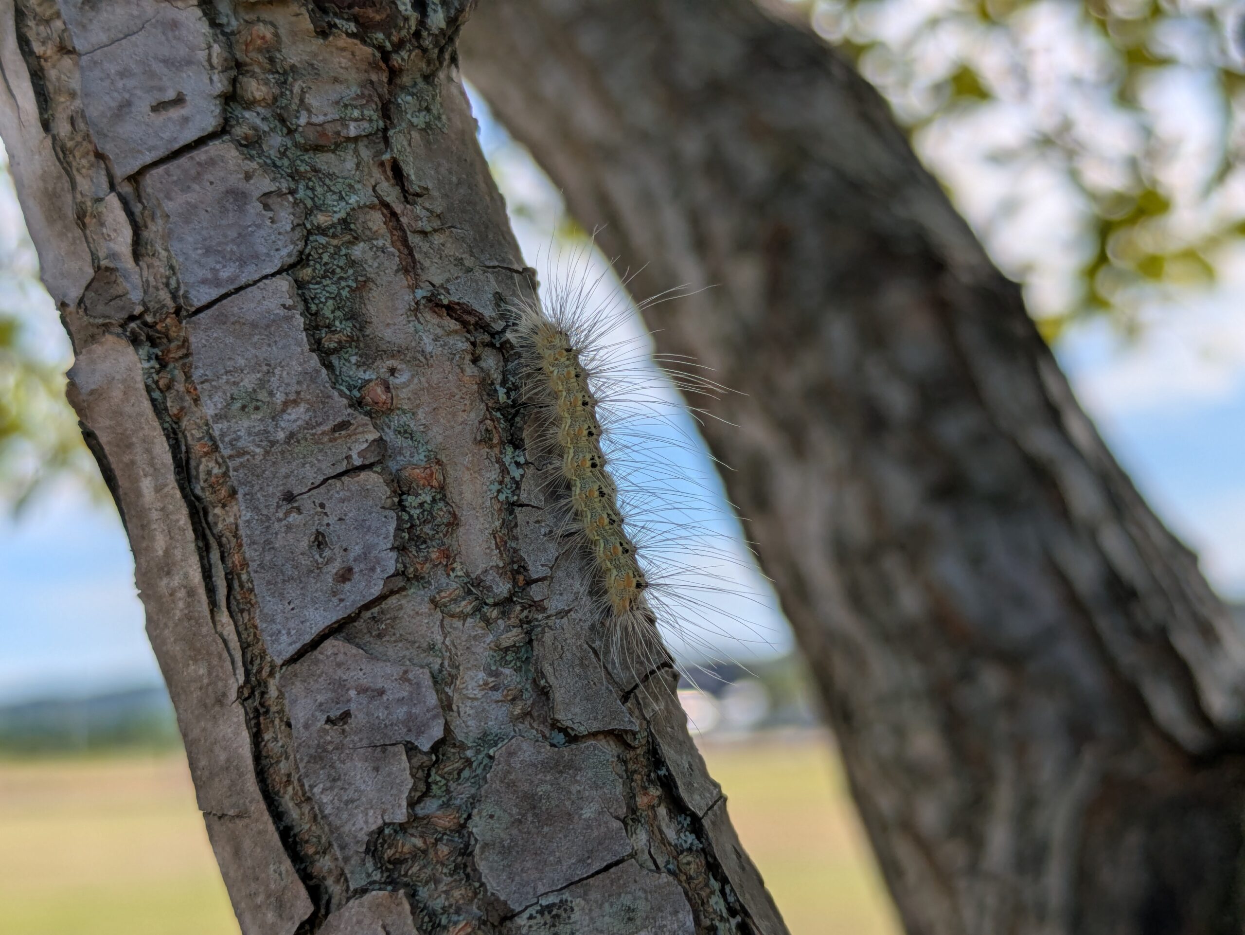 あがた公園の木の幹を移動するアメリカシロヒトリの幼虫