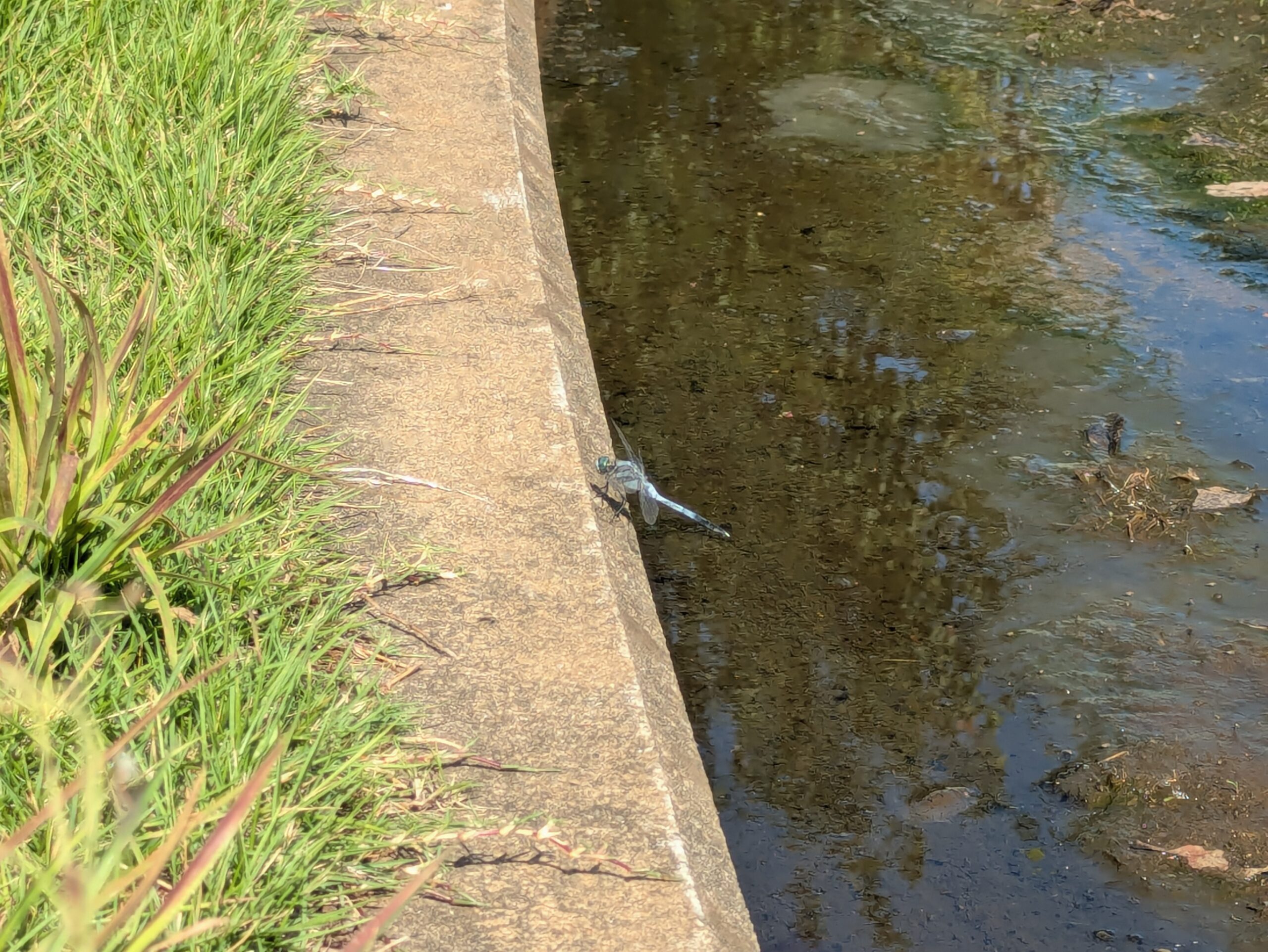あがた公園の調整池の水路近くにいたシオカラトンボ