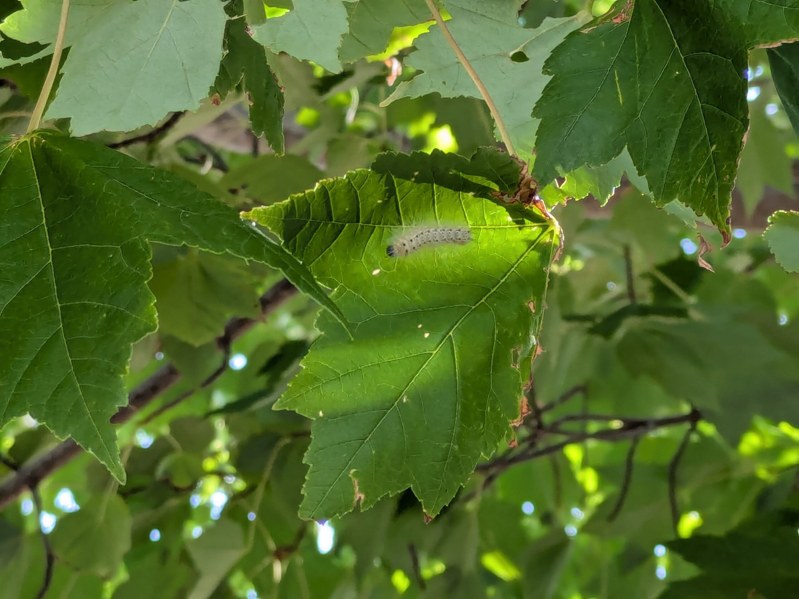 あがた公園の葉にいたアメリカシロヒトリの幼虫