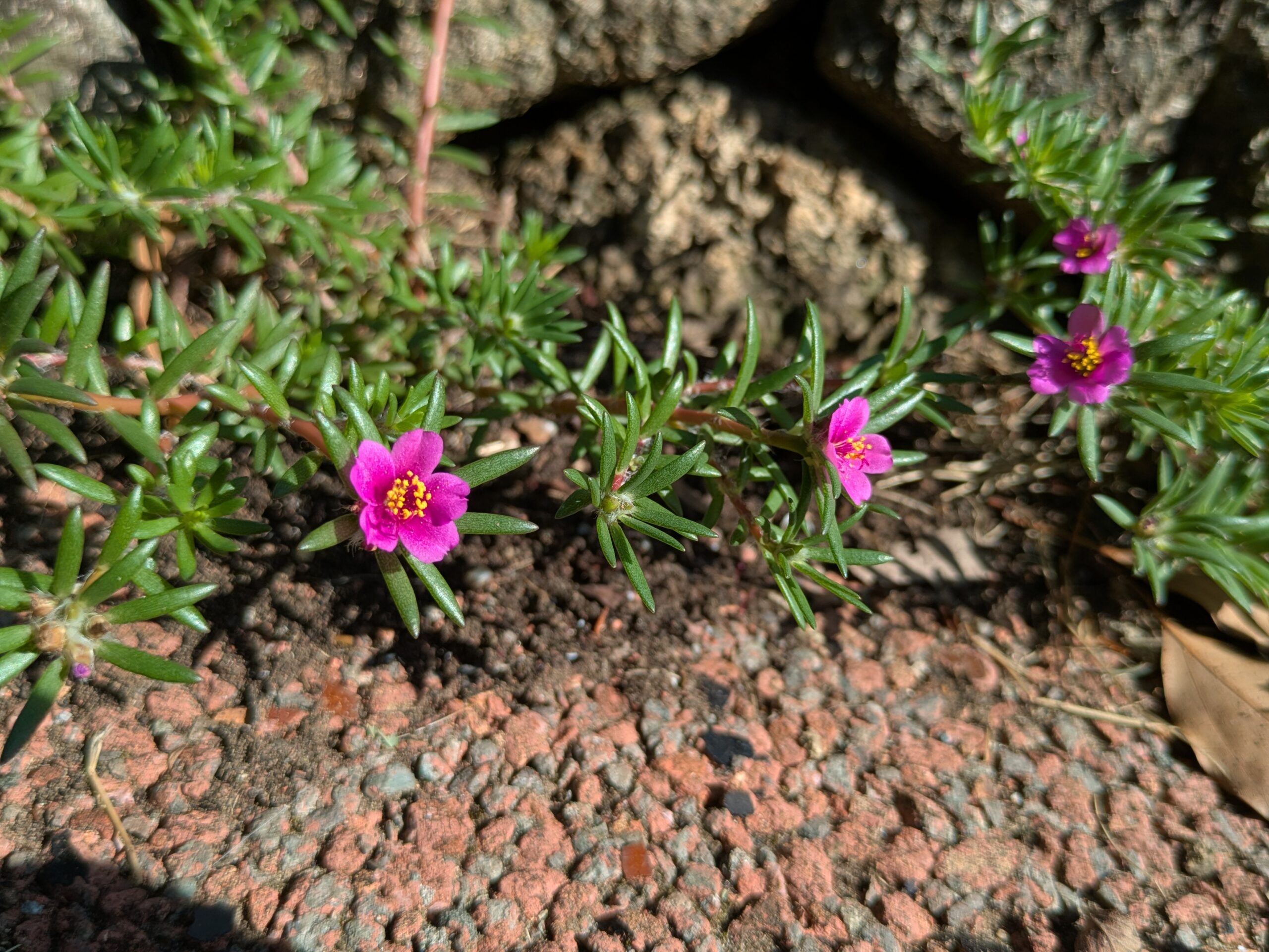 石垣の隙間で咲いていたヒメマツバボタンのピンク色の花