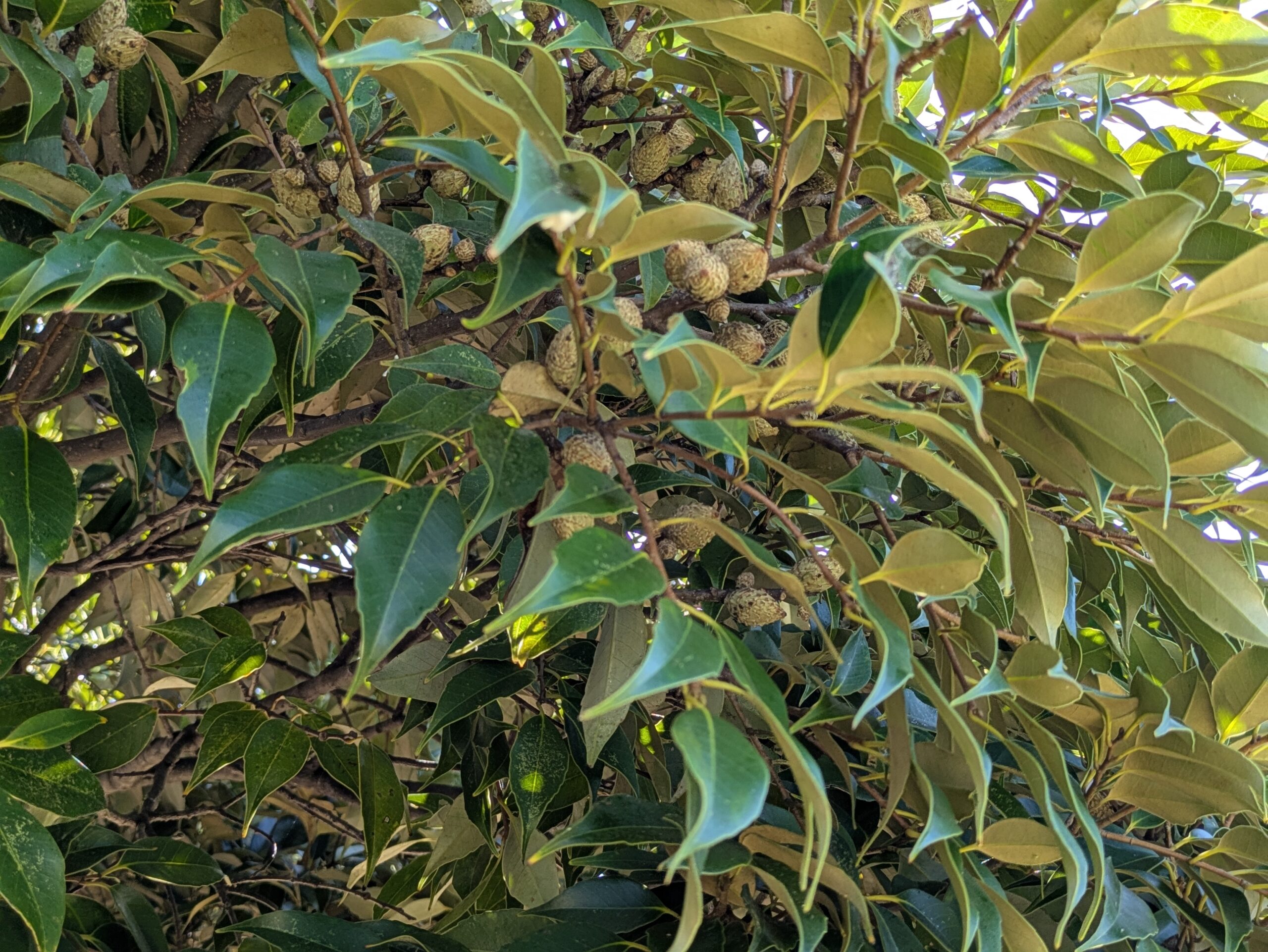 あがた公園のスダジイについていたどんぐり