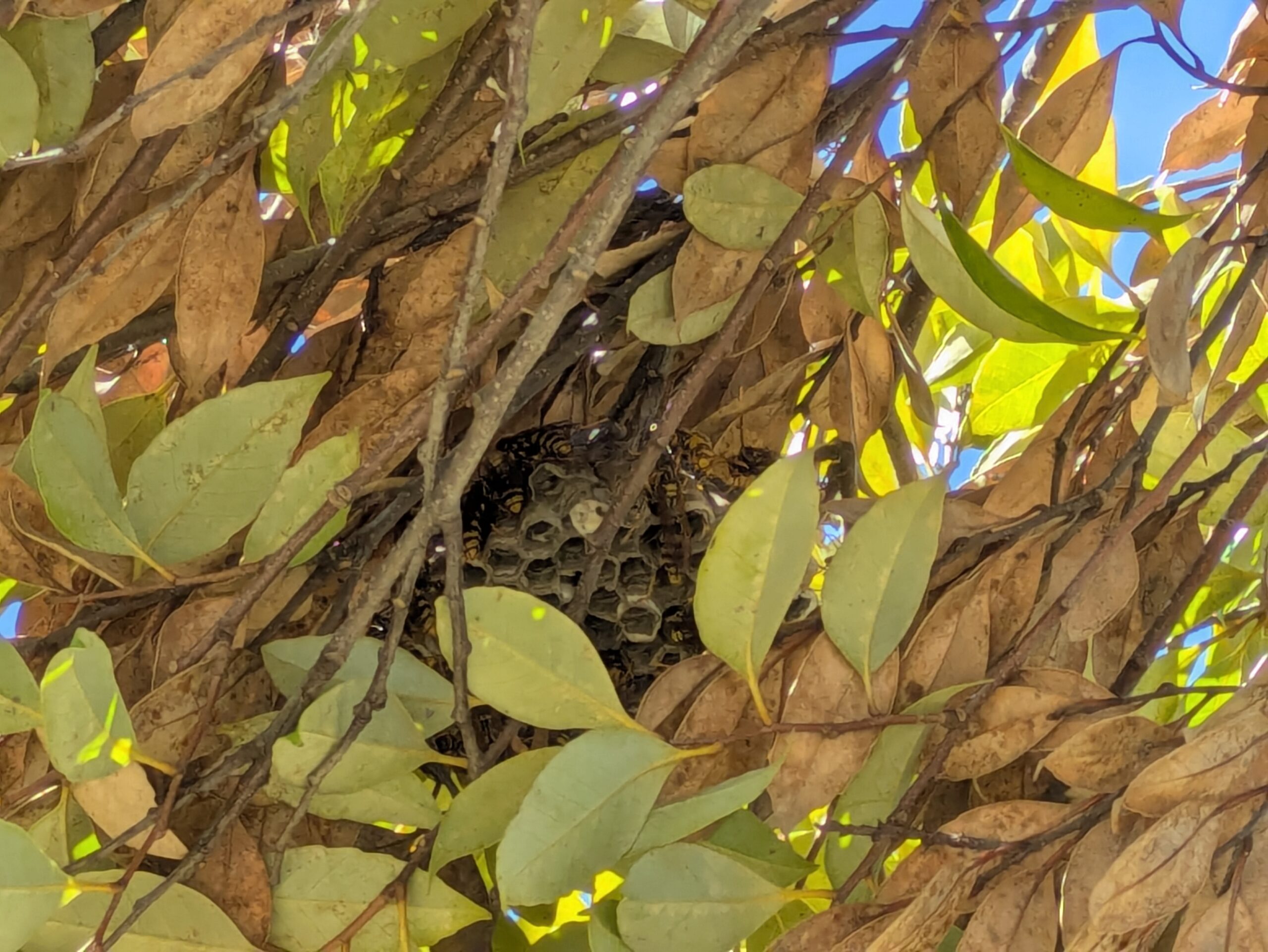 あがた公園の木の葉に隠れていたアシナガバチ類の巣