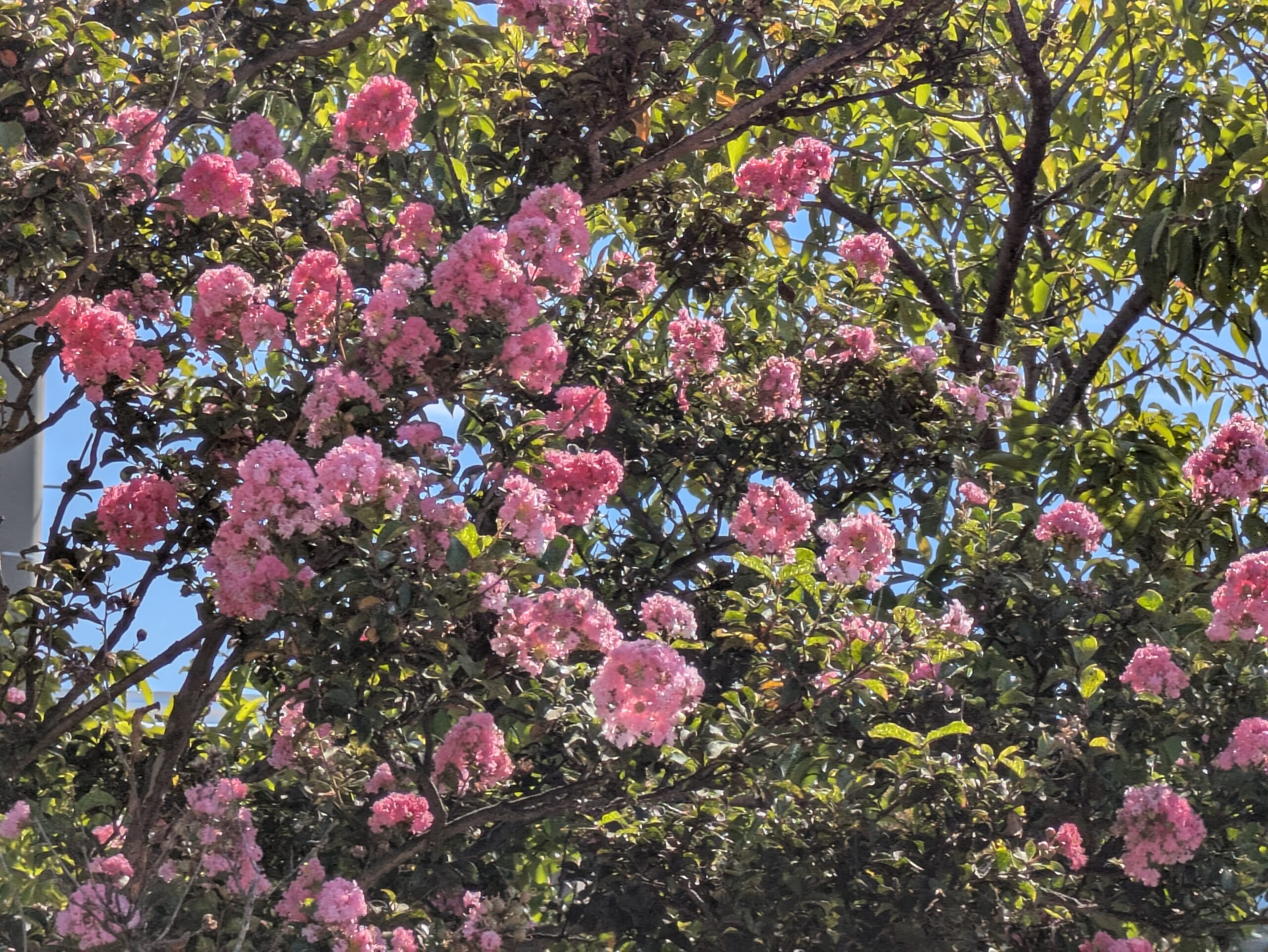 8月のあがた公園で咲いていた薄いピンク色のサルスベリ