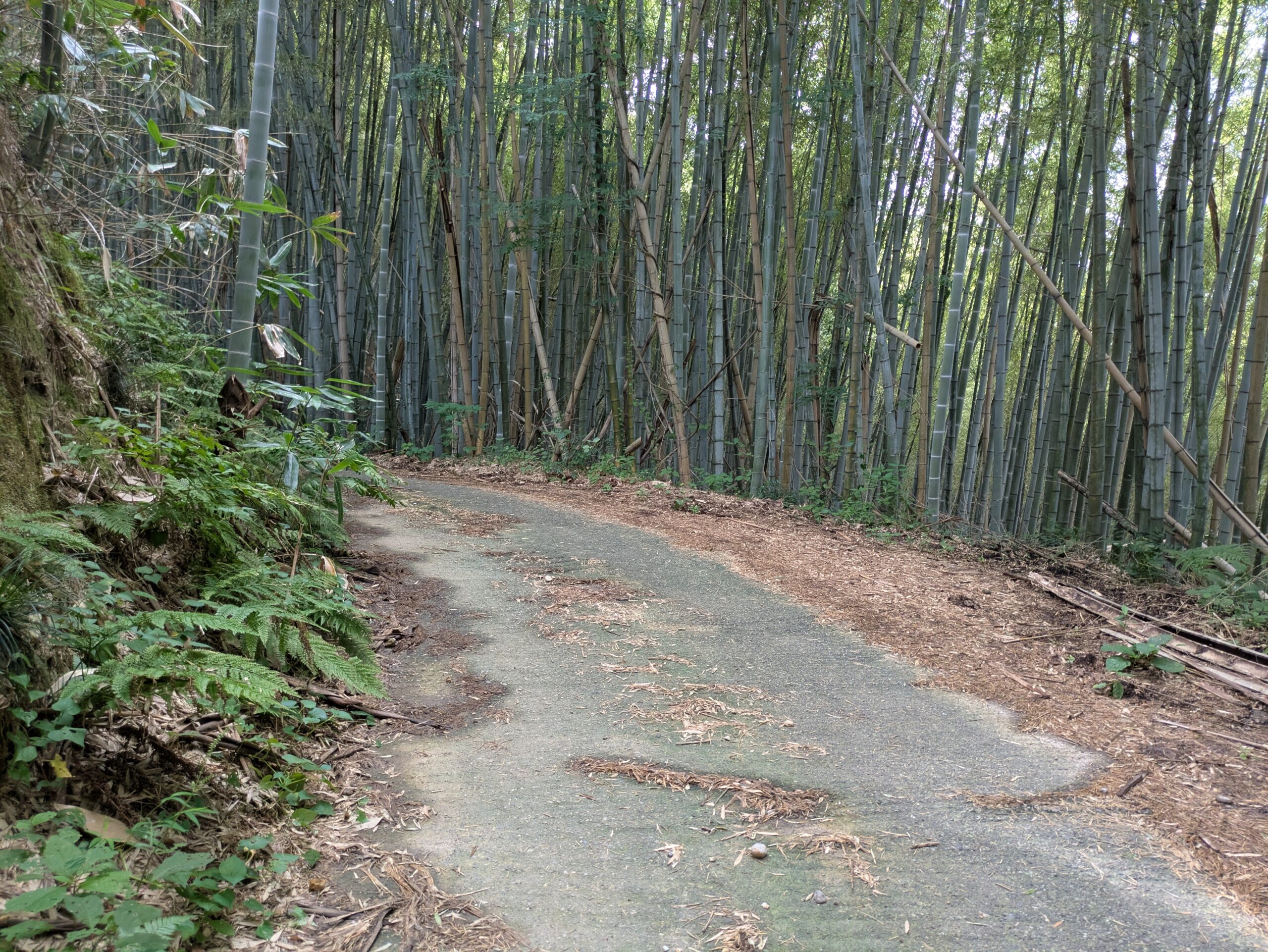 坪野町へ向かう途中に通った竹林の中の細い舗装路