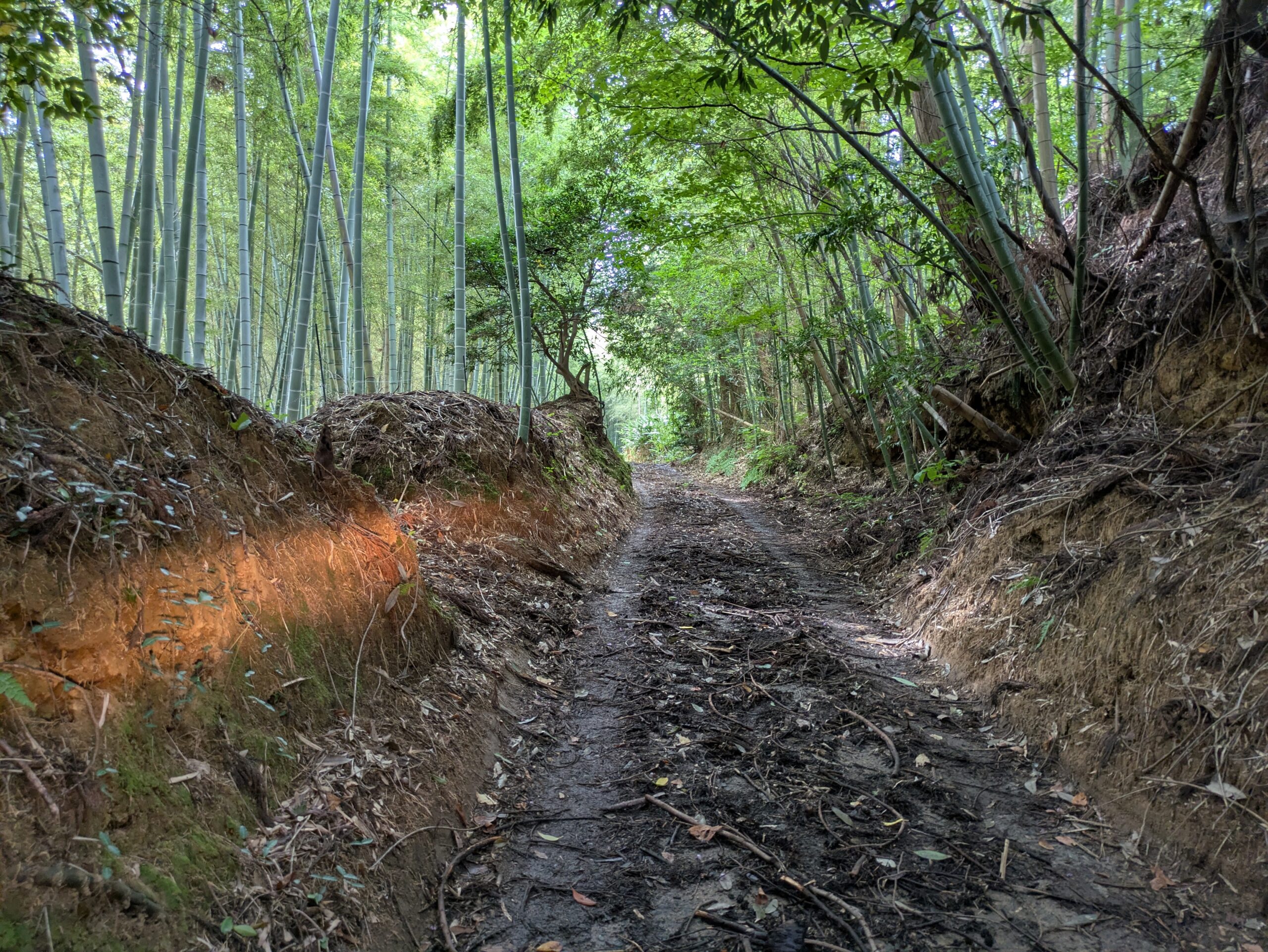 竹林の中を通る荒れた坪野町方面への山道