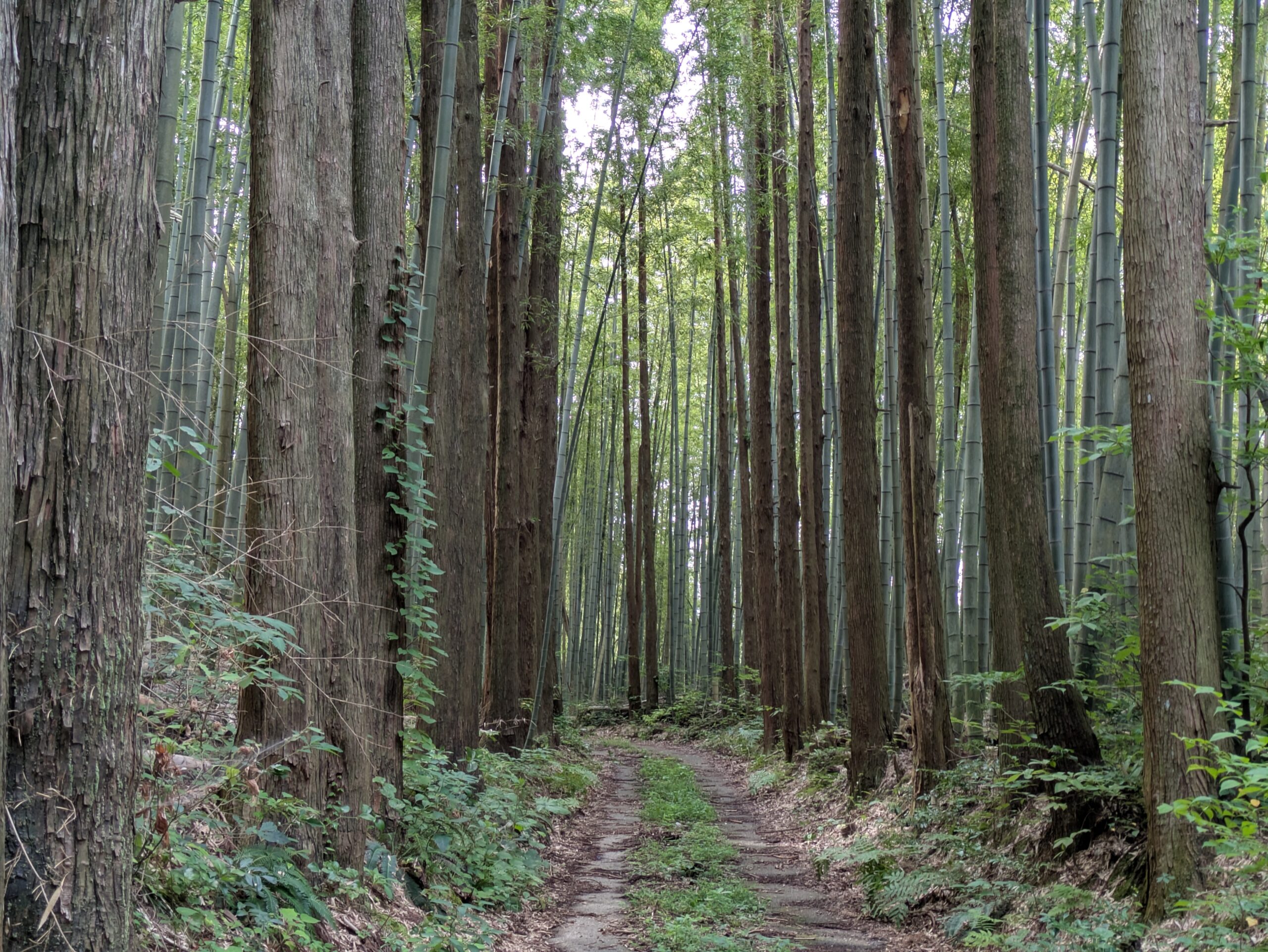 坪野町へ向かう山道沿いに広がる杉と竹の林