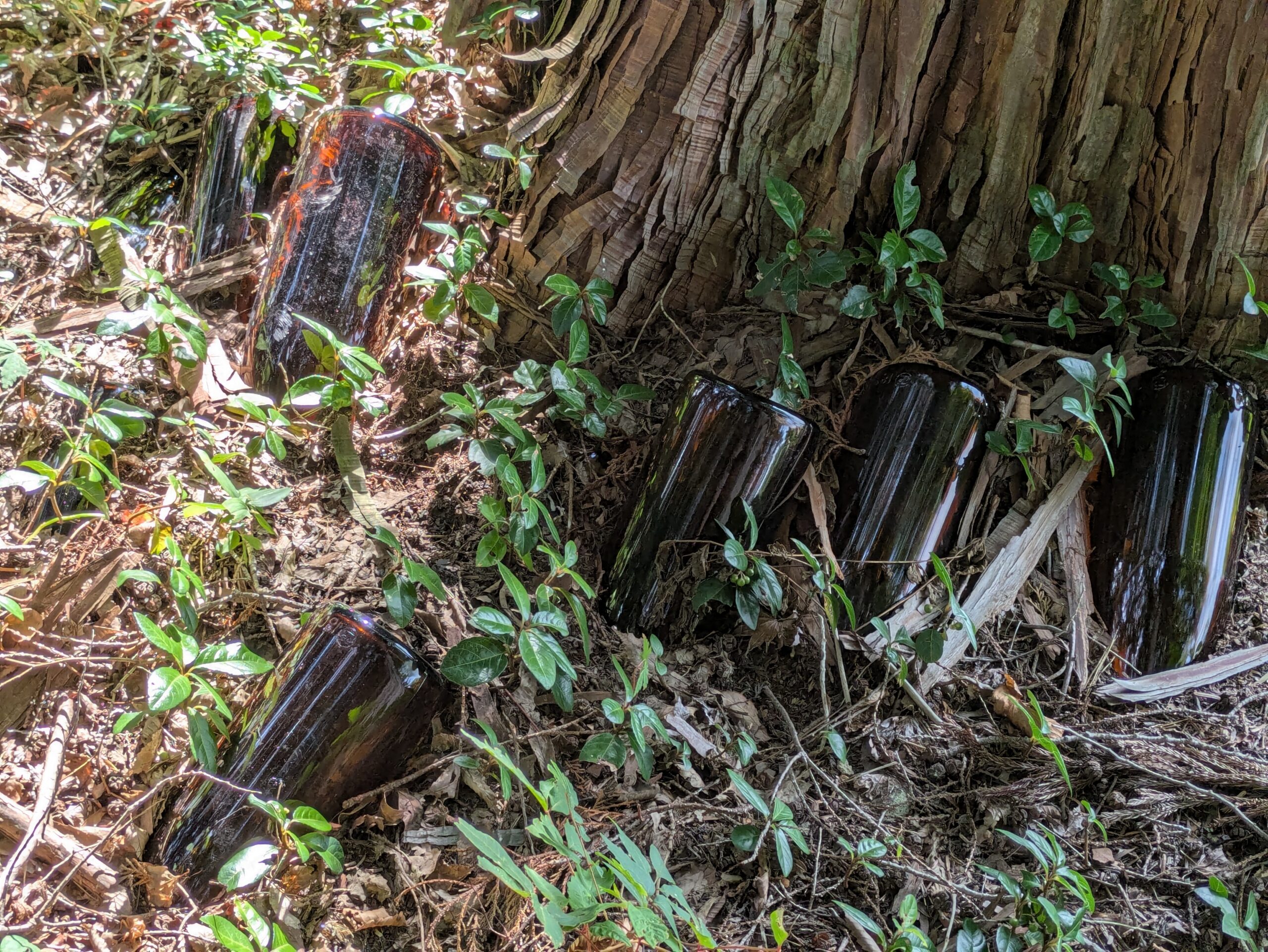 事比羅神社の境内横の林に落ちていたガラス瓶